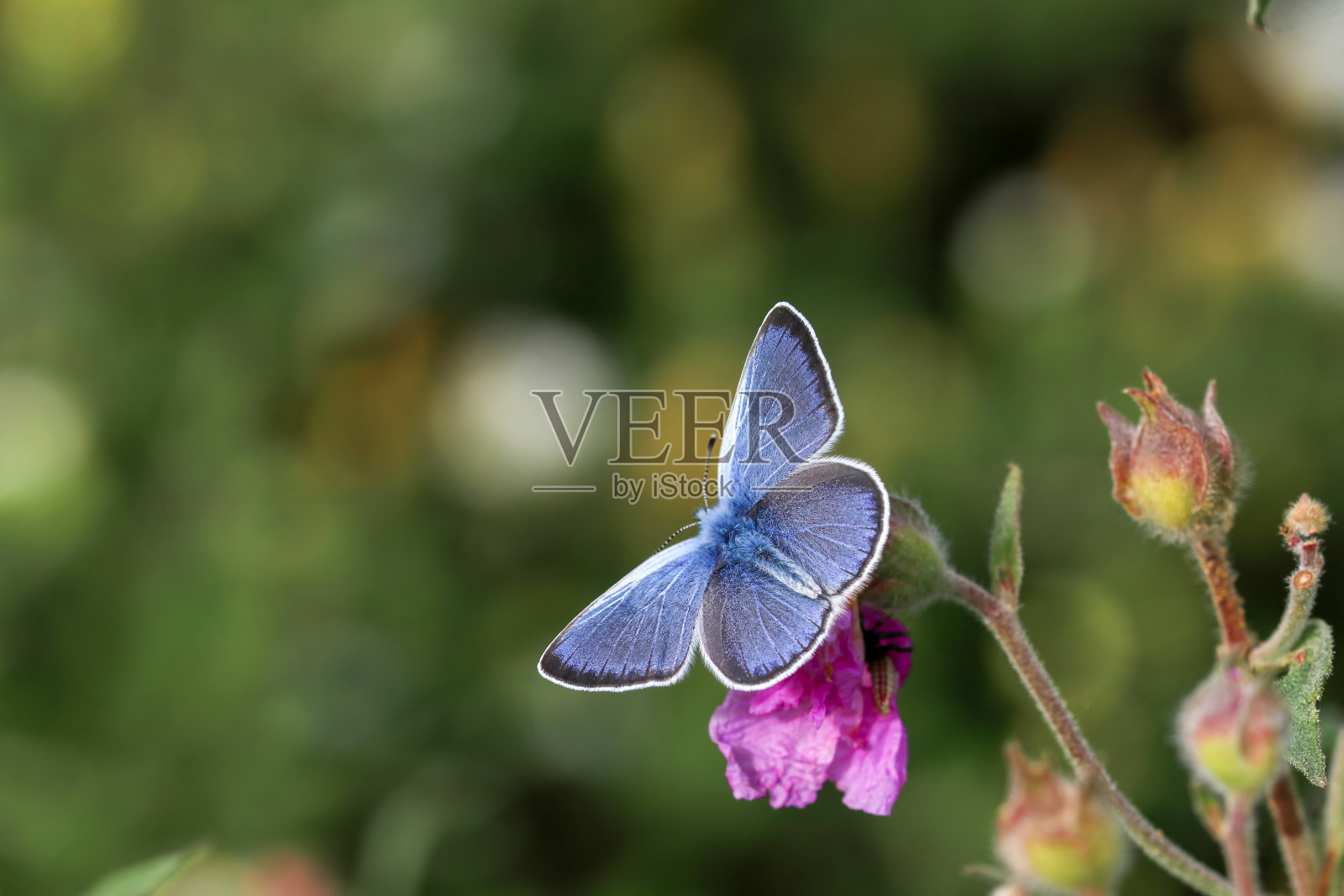 聚蓝(Polyommatus icarus)是聚蓝科蝴蝶的一种。照片摄影图片