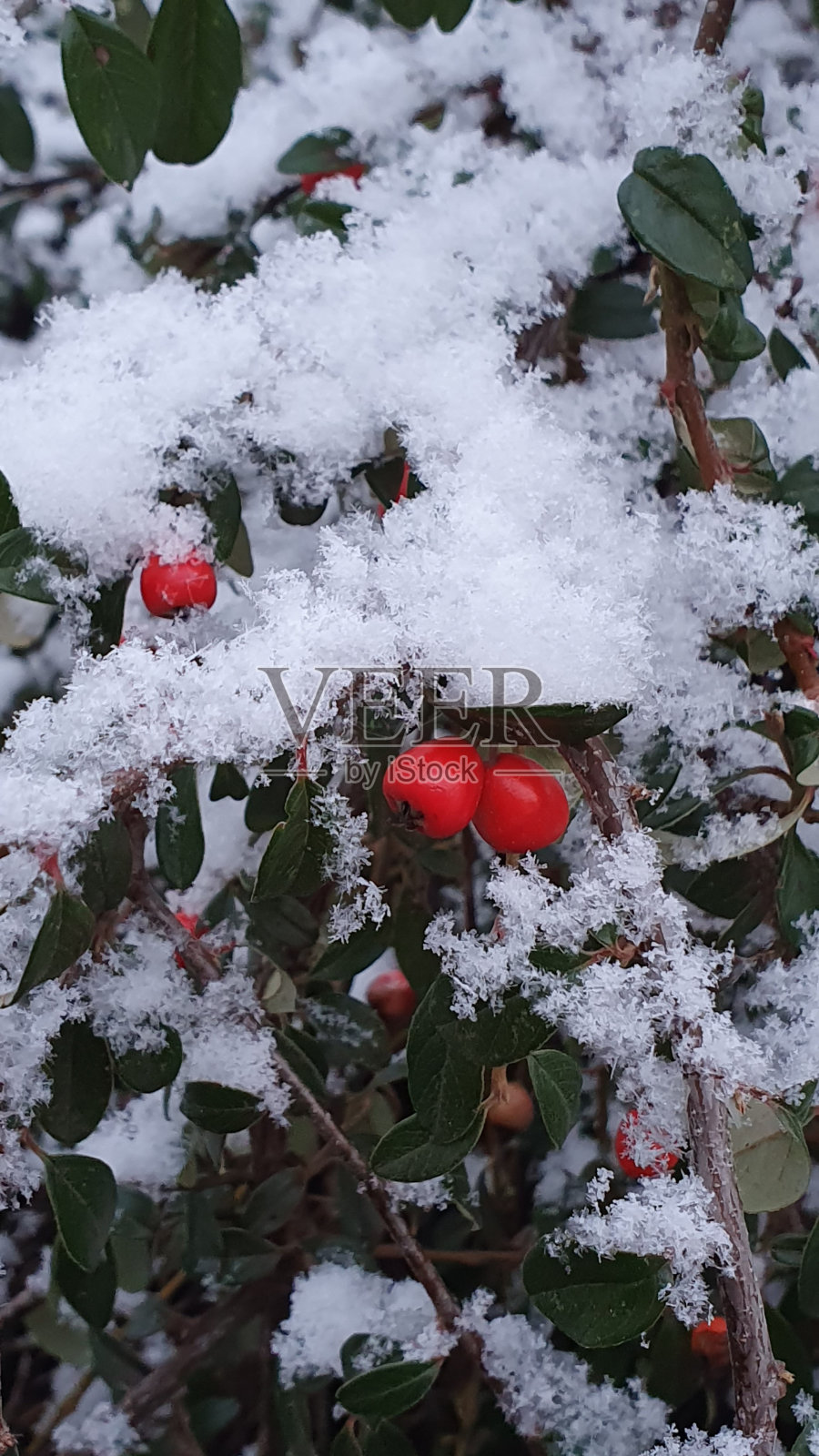 冬天的雪有红色的浆果和叶子。照片摄影图片