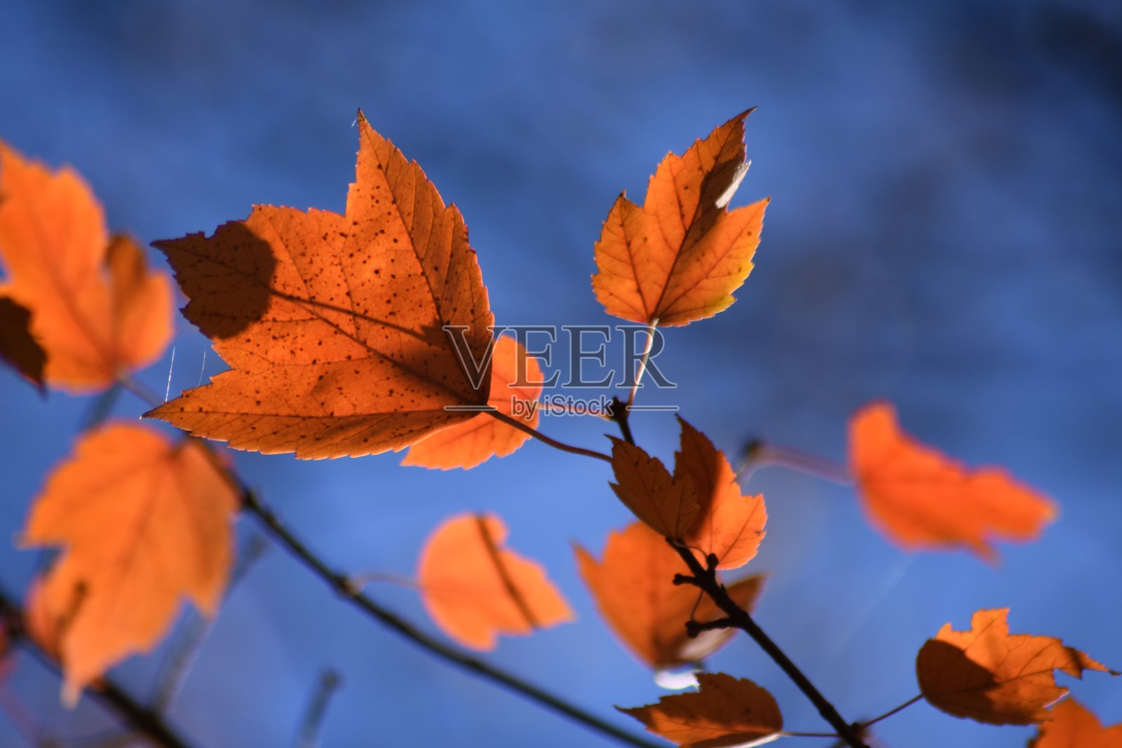 秋天的落叶照片摄影图片