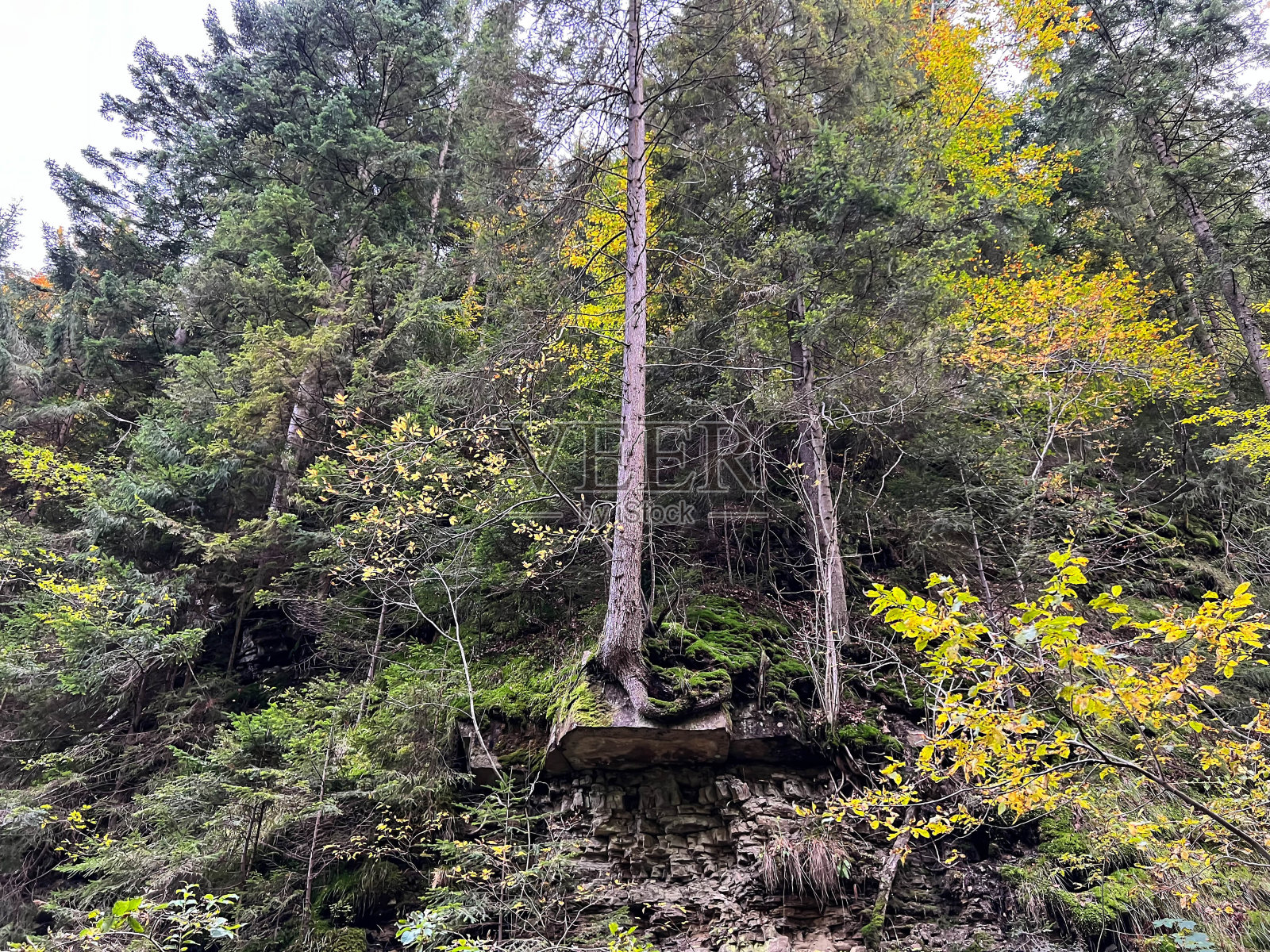 大树:长在山坡上的一棵大树，不会倒下贝斯基德斯拉斯基的巴拉尼亚戈拉地区。照片摄影图片