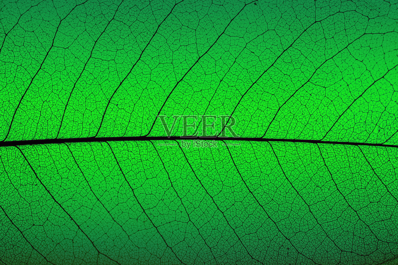 宏叶。绿叶背景。叶结构照片摄影图片