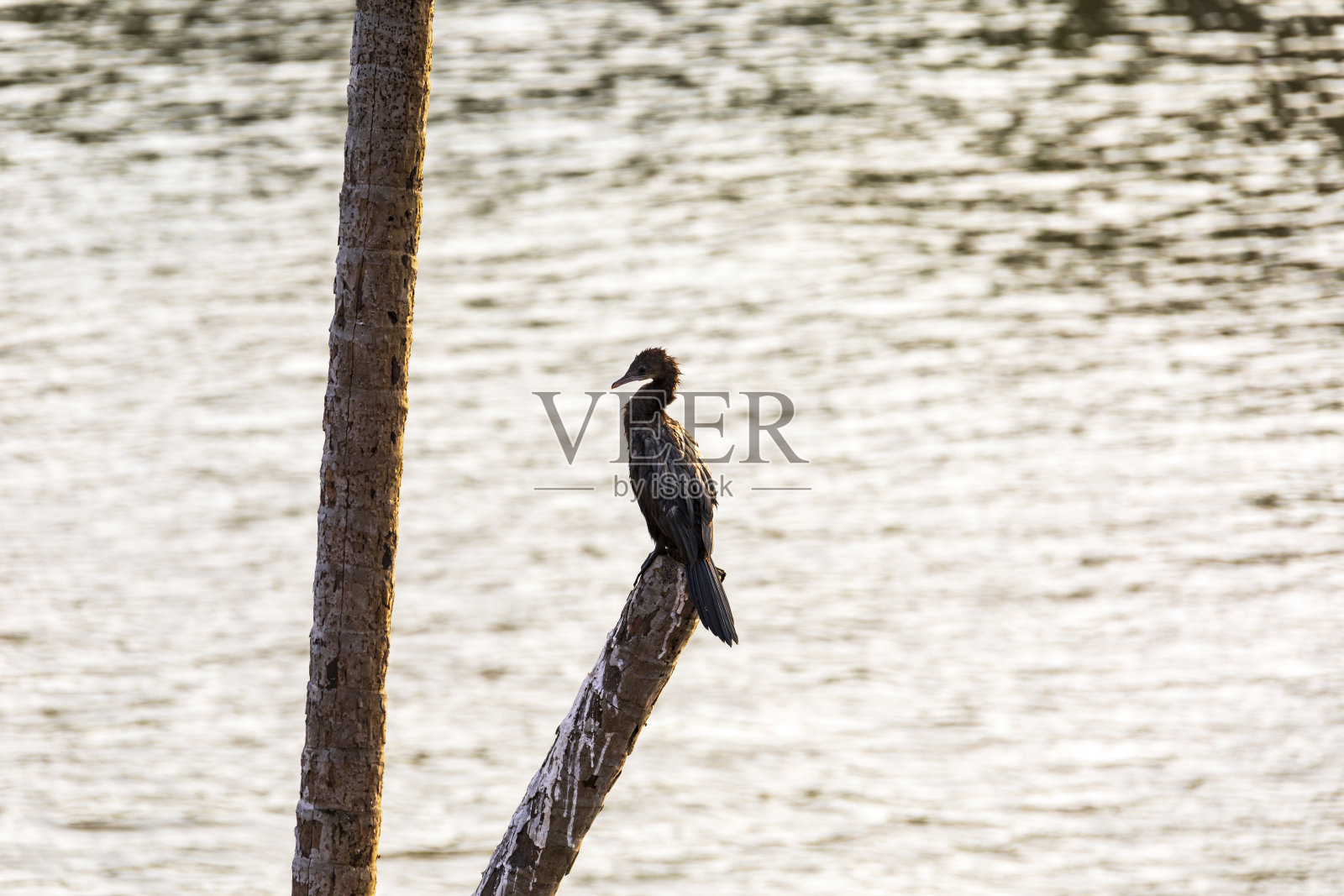 恰波拉河，果阿邦照片摄影图片