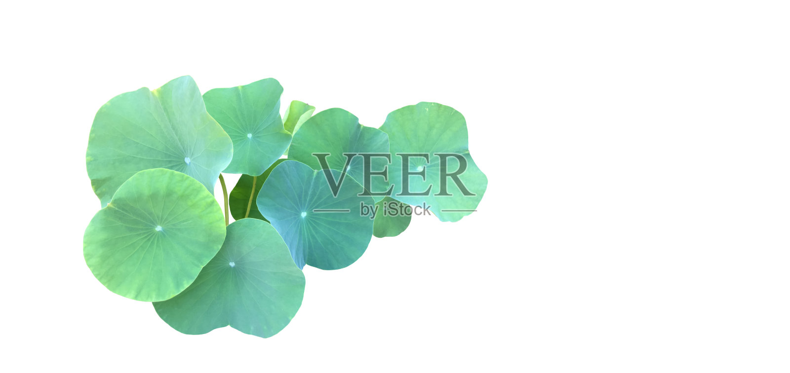 荷叶照片摄影图片