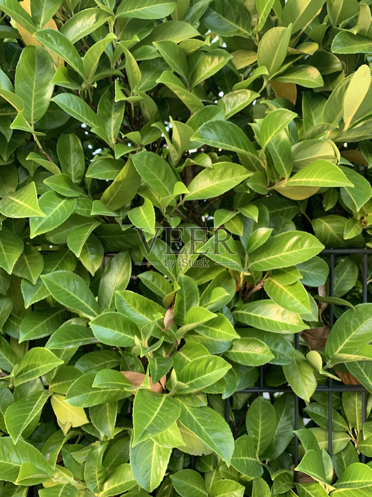 背景纹理明亮的绿色多肉的叶子靠近围栏的特写照片摄影图片