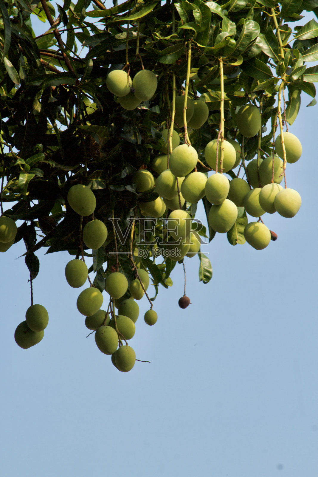芒果树照片摄影图片