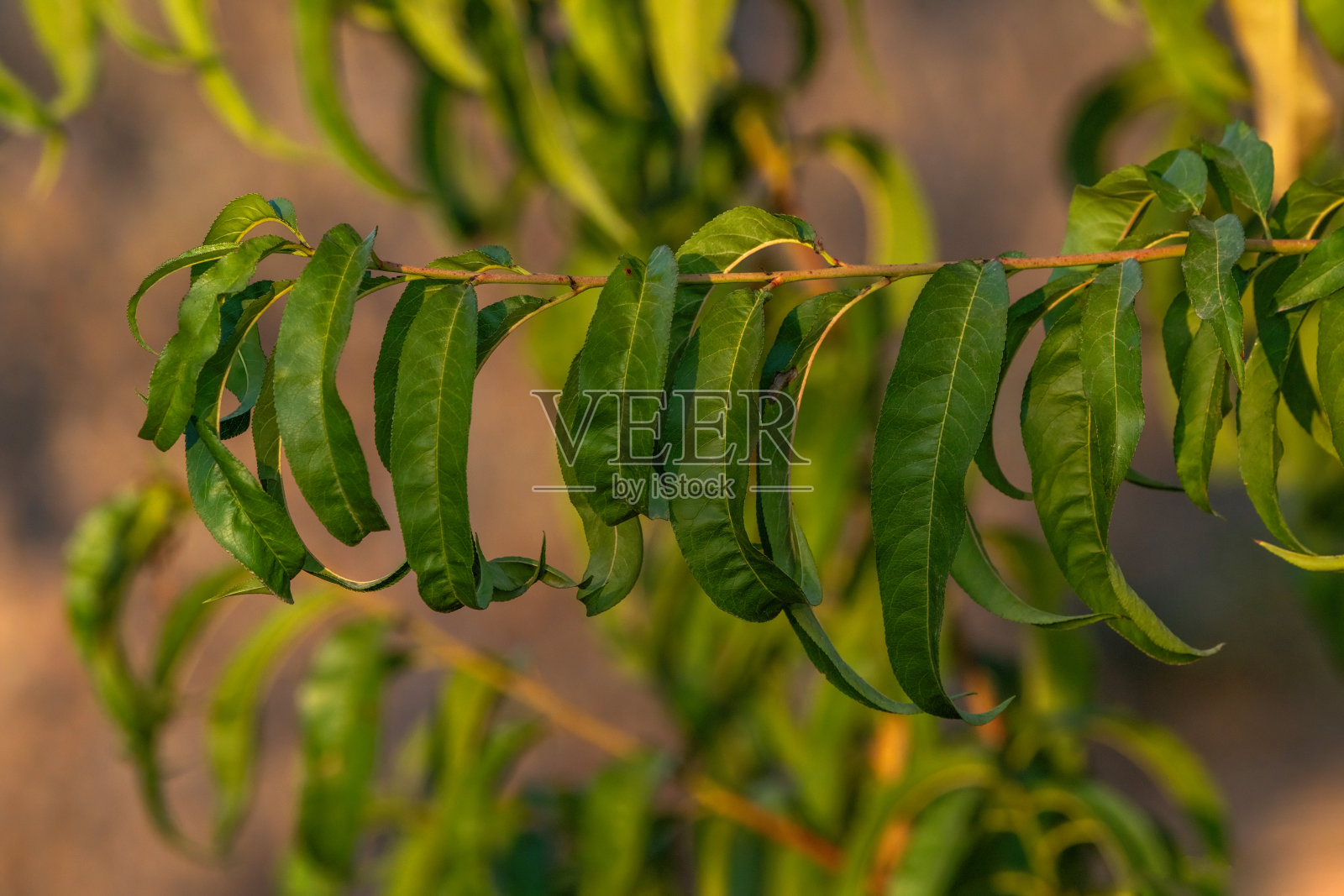 桃树的叶子在夕阳的照耀下。绿色的树叶照片摄影图片