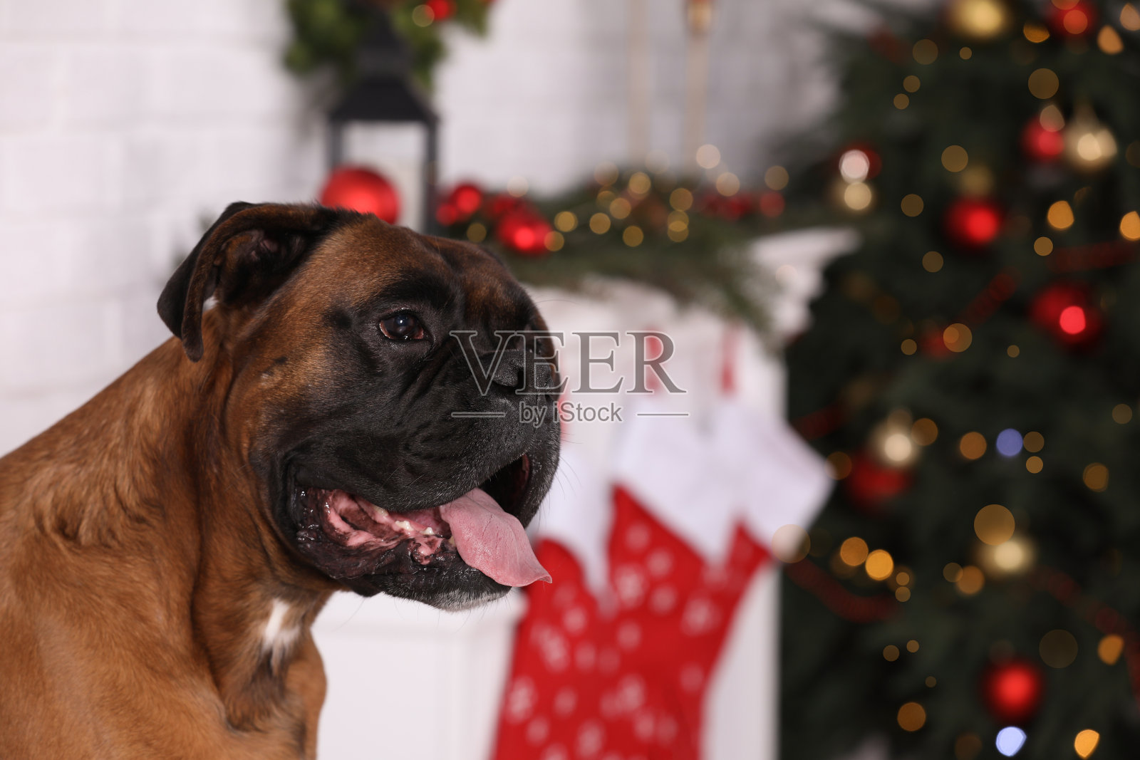 可爱的小狗在圣诞装饰的房间里。文本空间照片摄影图片