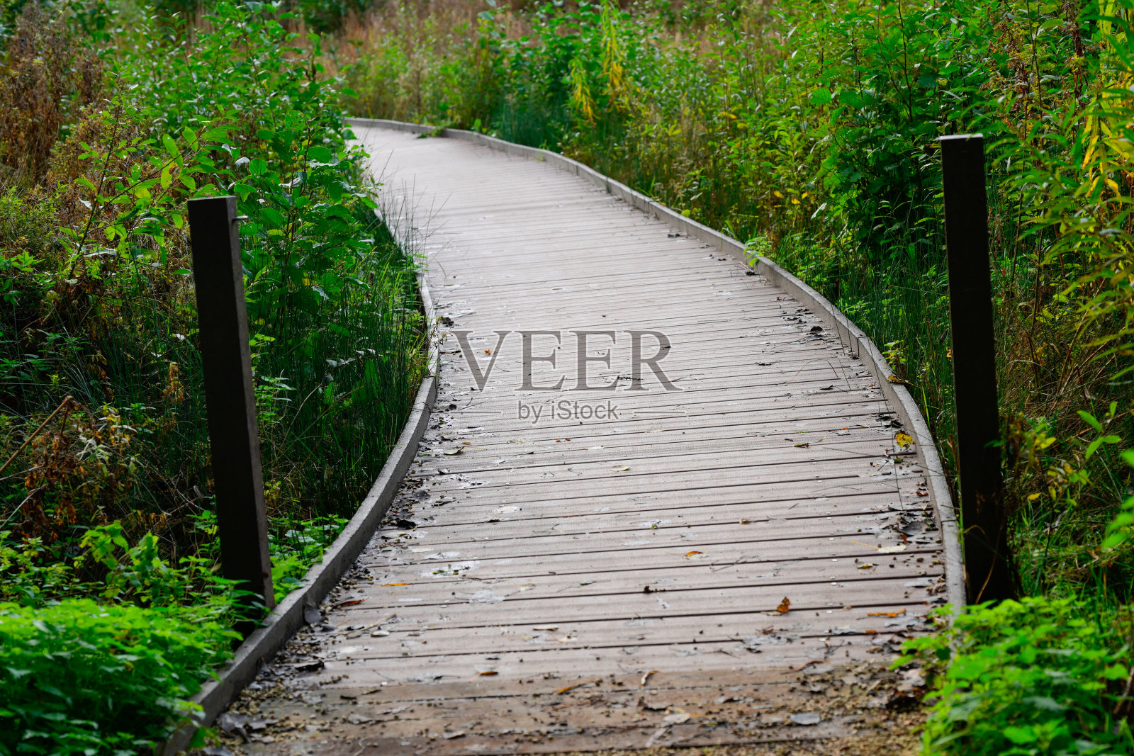 一座桥，一条通往沼泽的人行道，像植被一样，穿过一个角落照片摄影图片