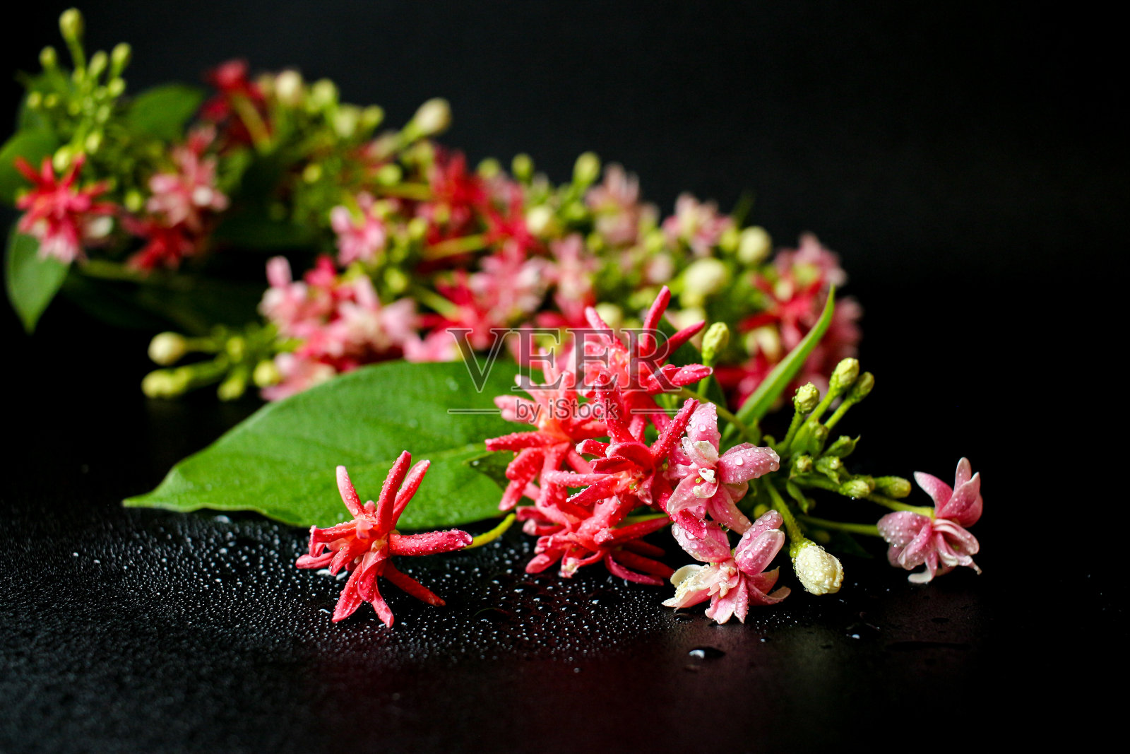 仰光匍匐植物(Combretum indicum)黑色背景上的花。宏观照片。带有拷贝空间。照片摄影图片