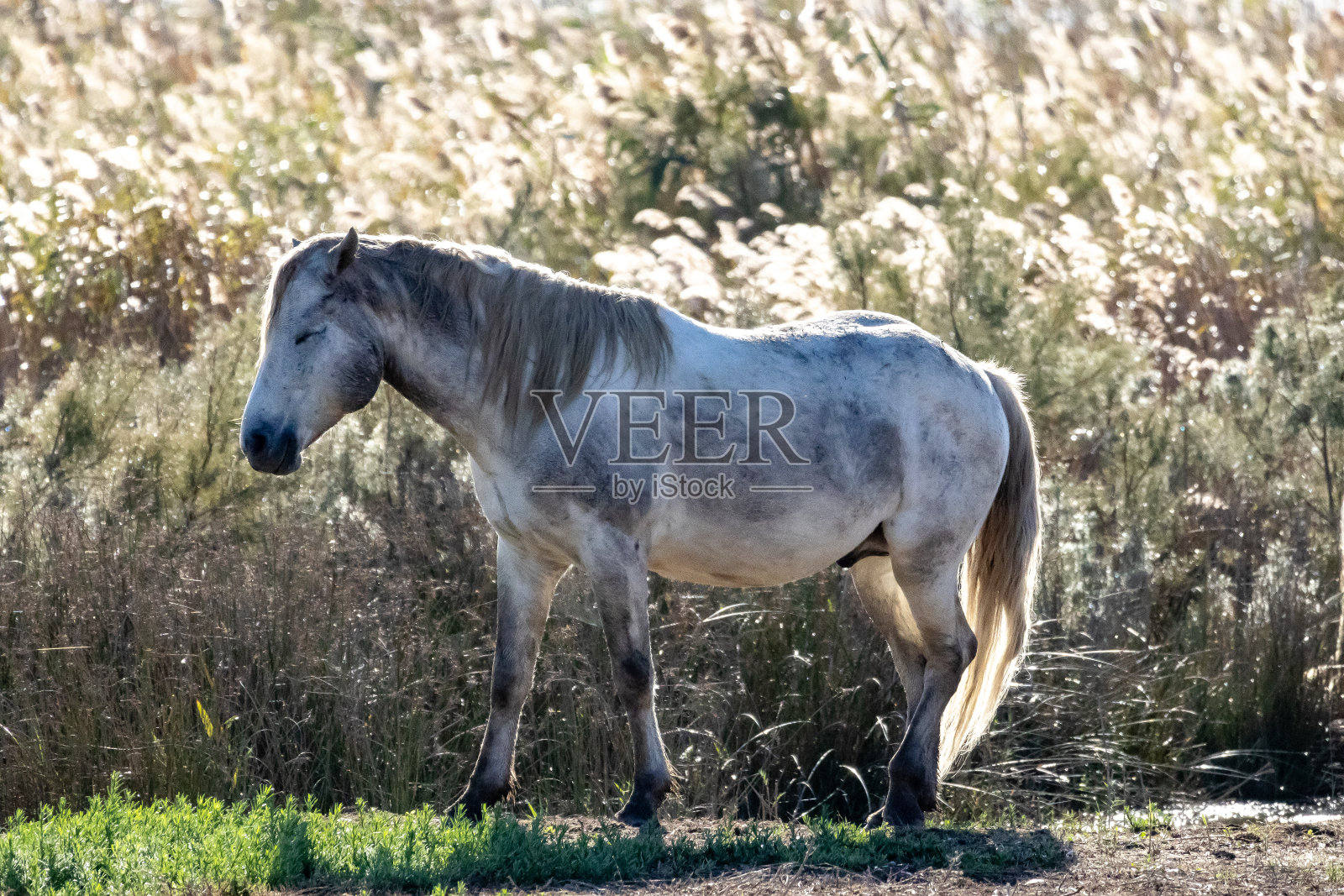 沼泽里的马照片摄影图片