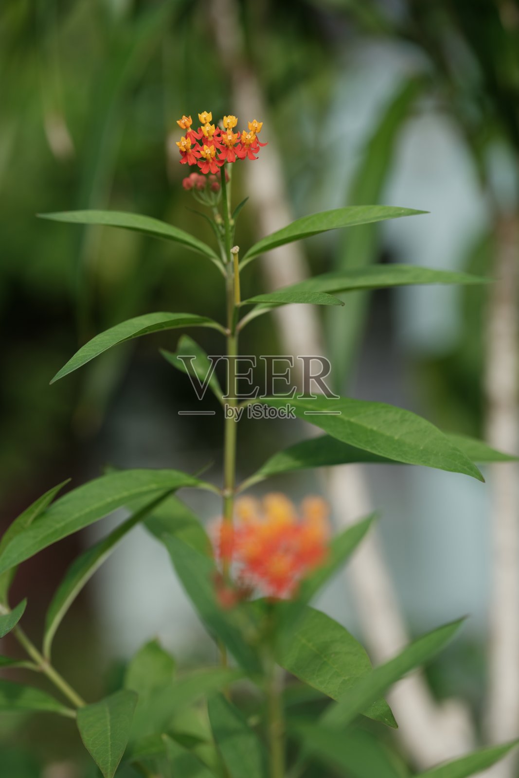 巴拿马丛林中的花朵照片摄影图片