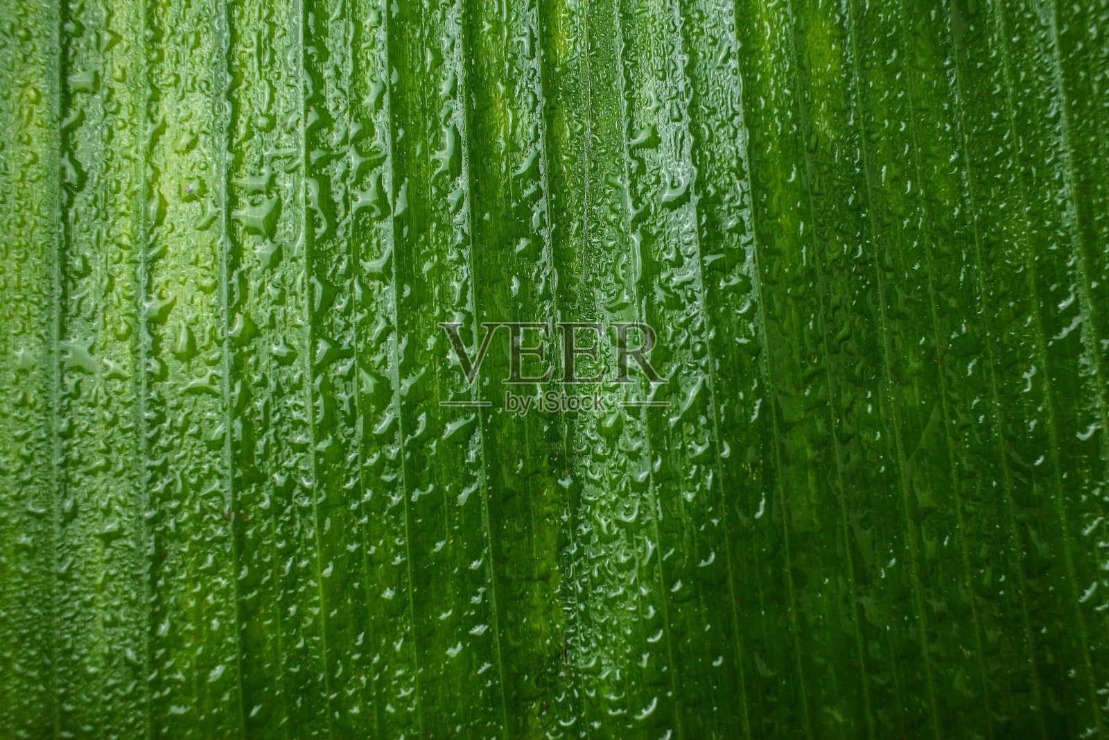 香蕉叶近景自然抽象背景。照片摄影图片