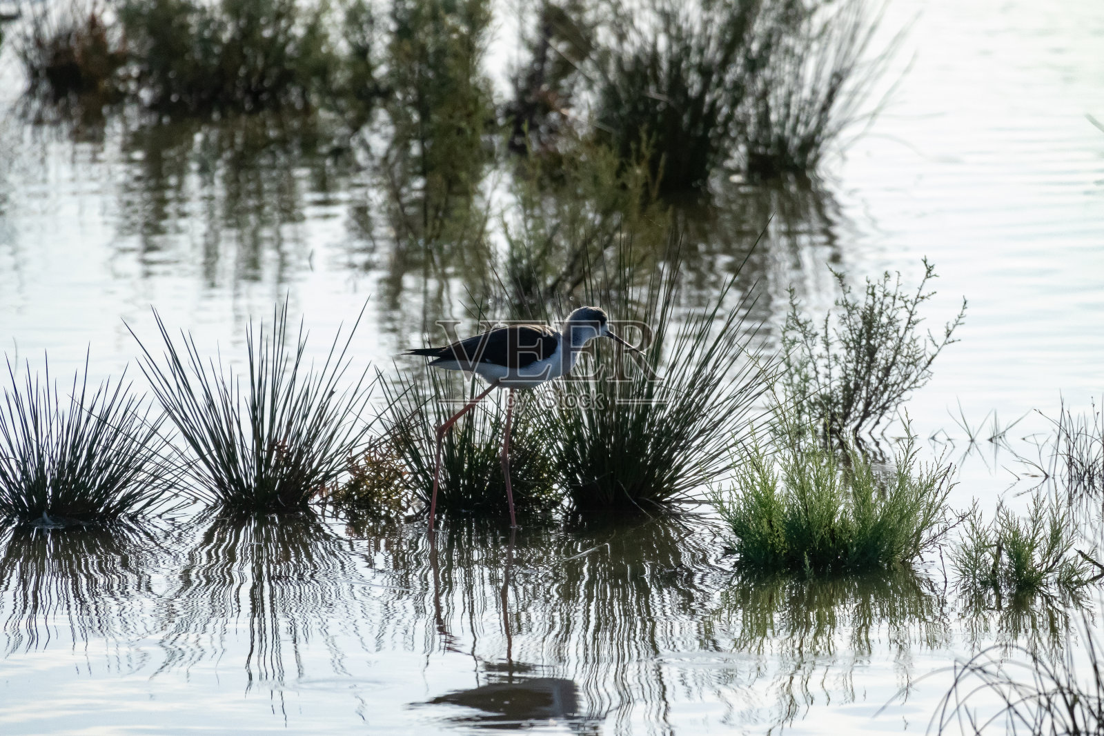 湖中的黑翼高跷照片摄影图片