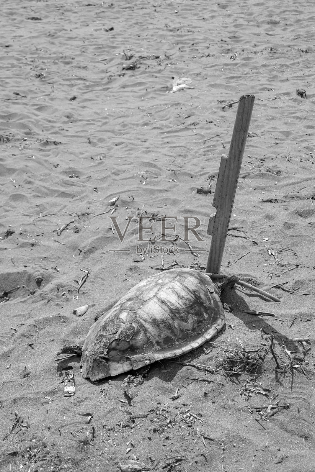 沙滩上留下的死海龟保护壳，黑白相间照片摄影图片