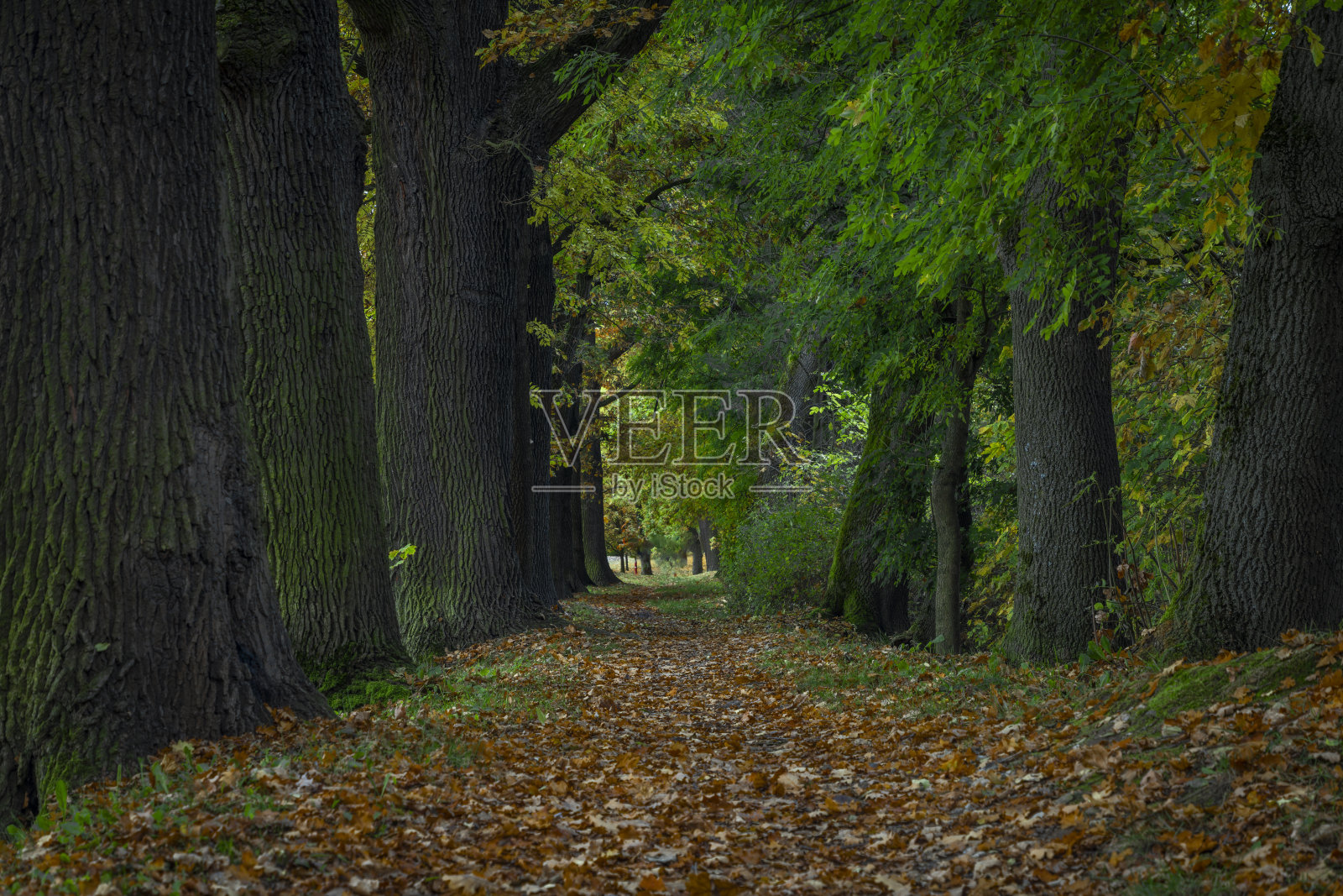秋天多云的傍晚伏尔塔瓦河附近的树叶小巷照片摄影图片
