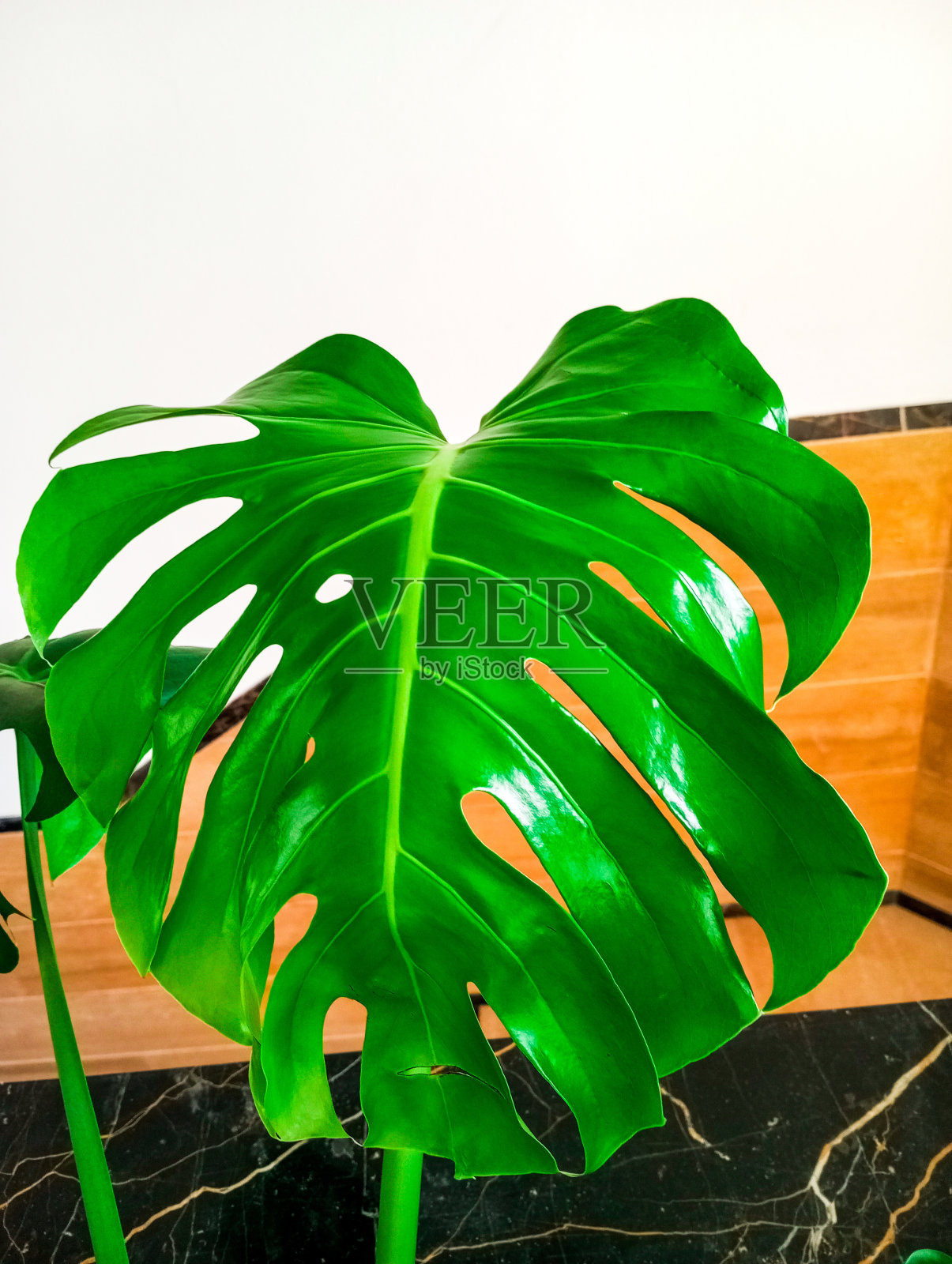 天然绿色植物叶片。美丽的装饰室内植物。绿色怪物植物。照片摄影图片