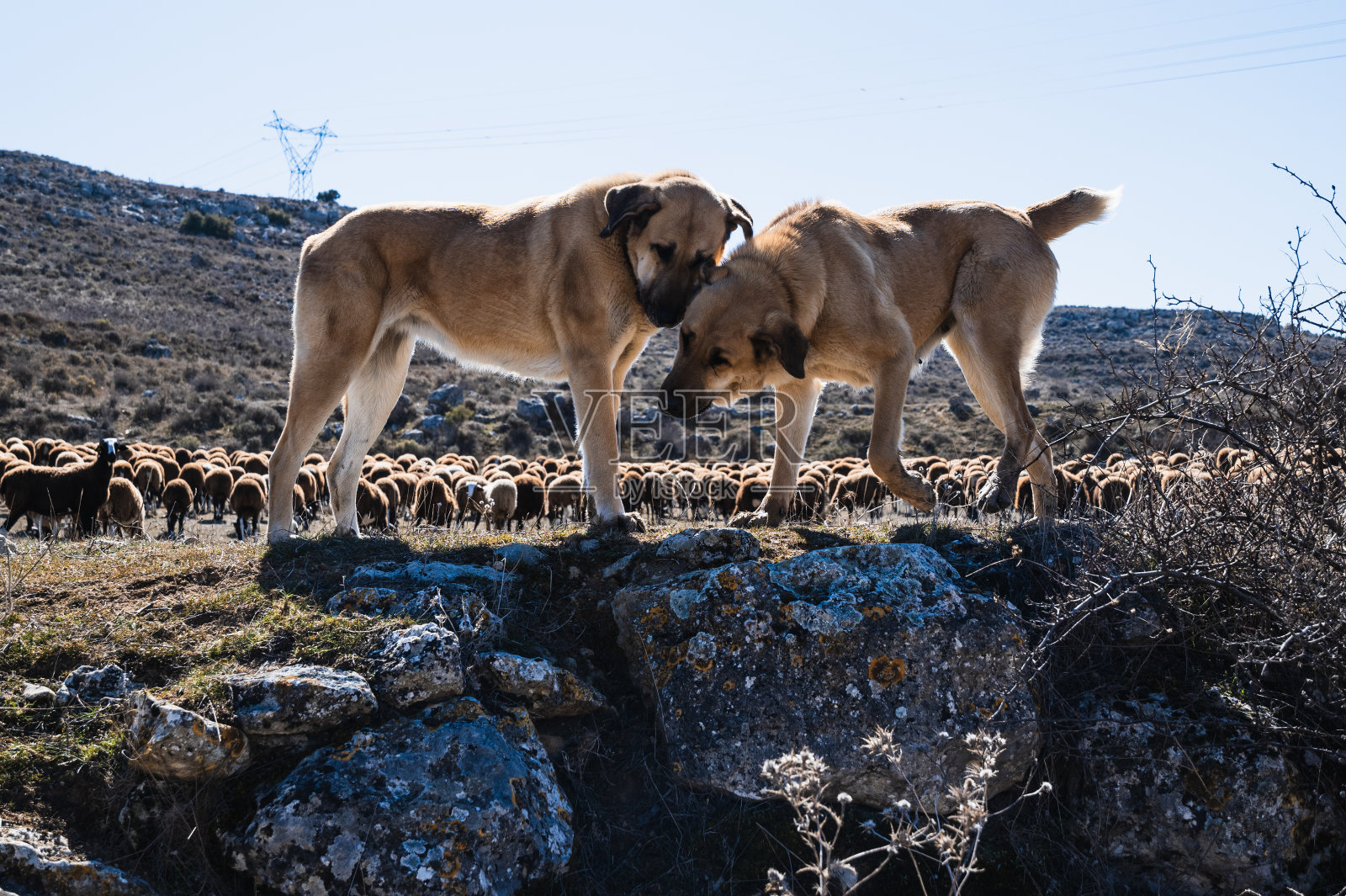 山羊群照片摄影图片