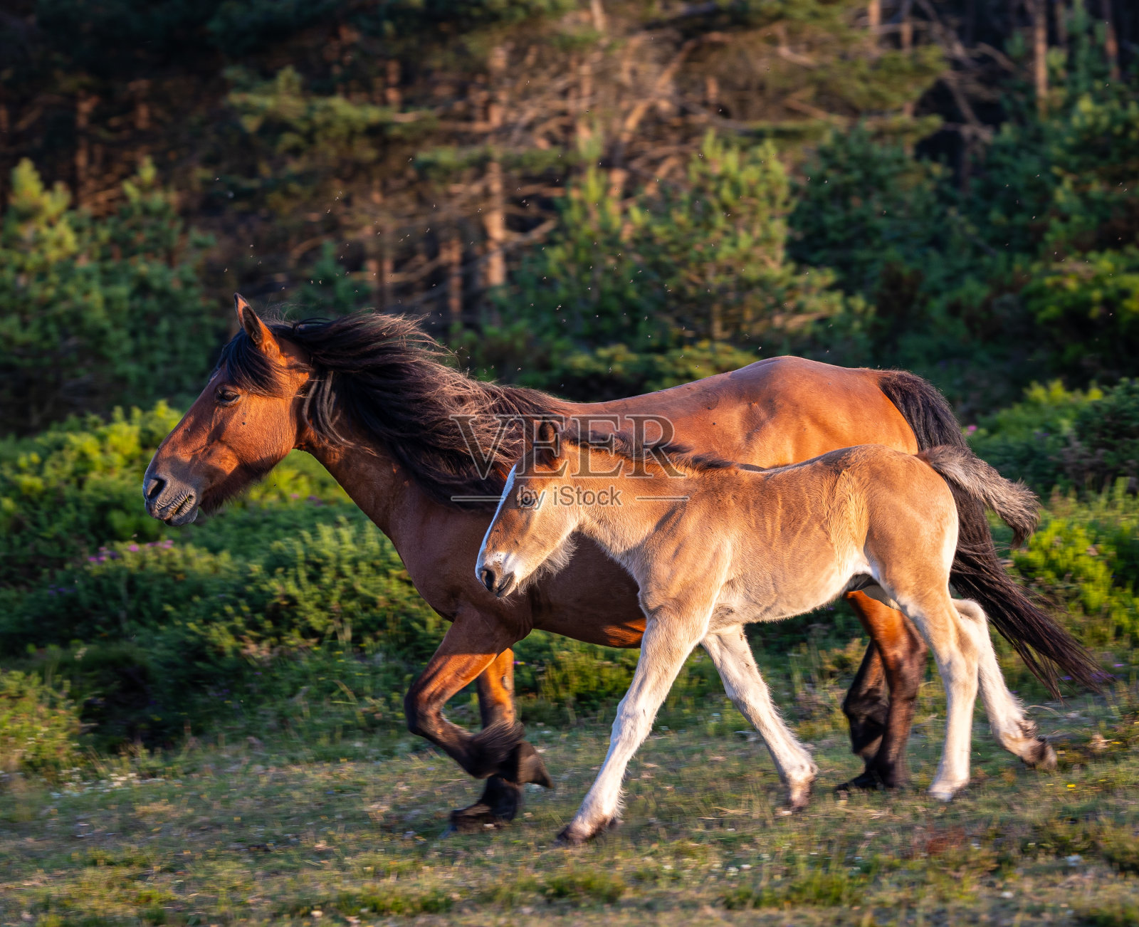 《黑骏马》!照片摄影图片