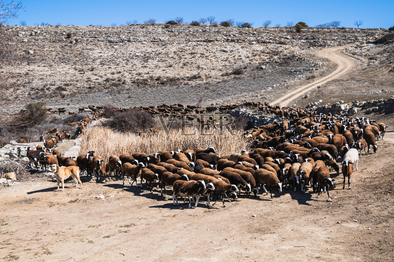 山羊群照片摄影图片