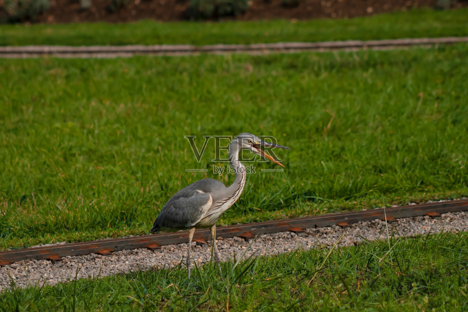 一只蓝鹭在火车轨道边行走照片摄影图片