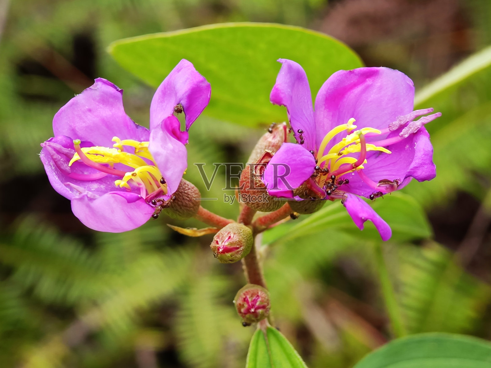 在背景模糊的花园中，选择对焦的牡丹花照片摄影图片