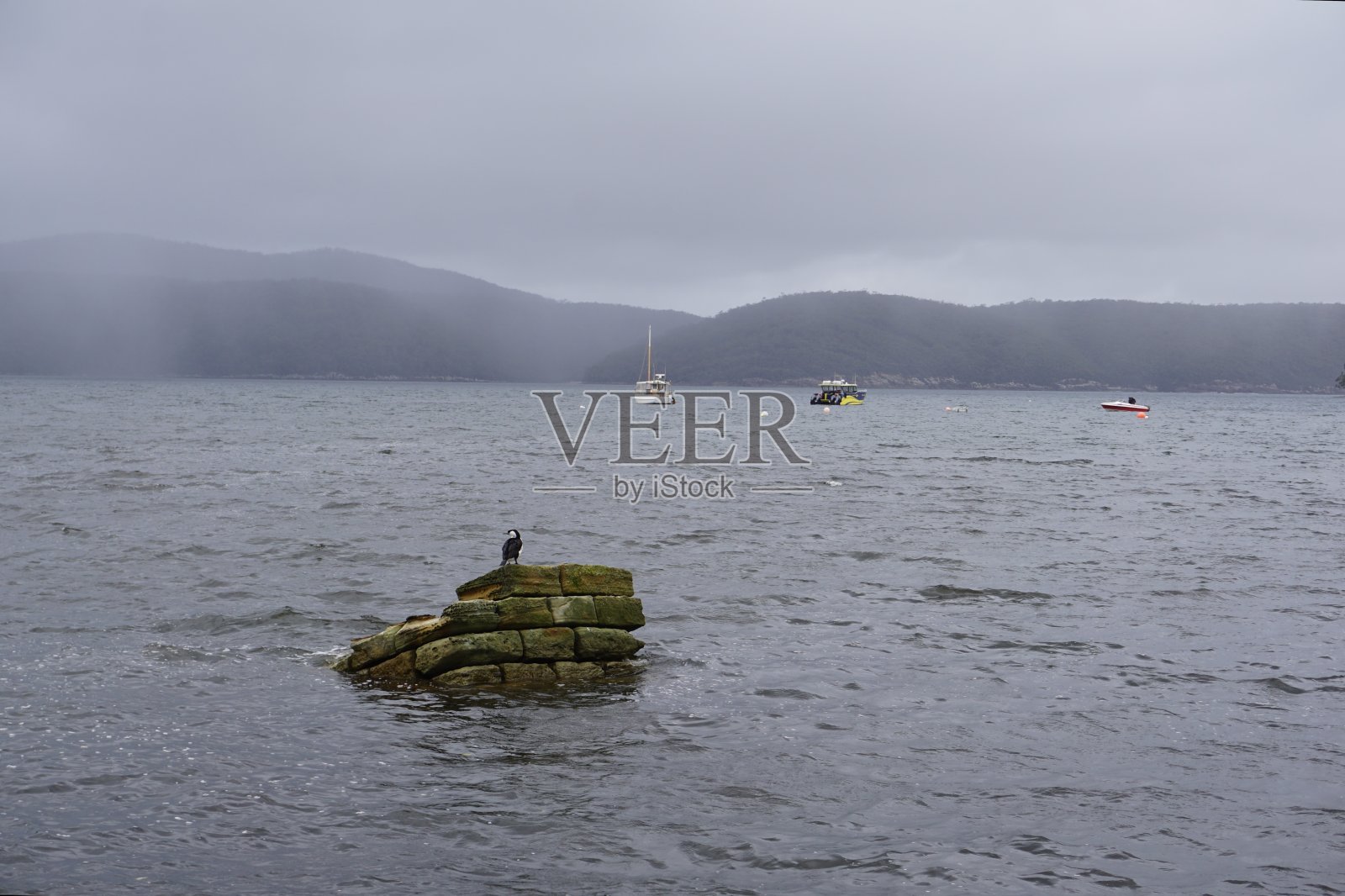 在著名旅游胜地澳大利亚塔斯马尼亚的亚瑟港历史遗址，塔斯曼海入口处的废墟上，一只长毛象或鸬鹚照片摄影图片