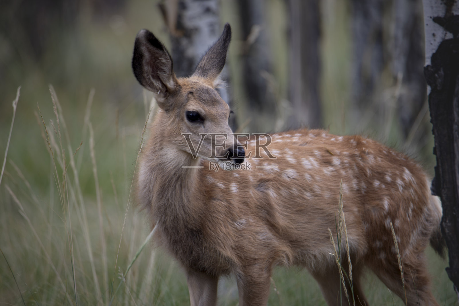 小鹿照片摄影图片