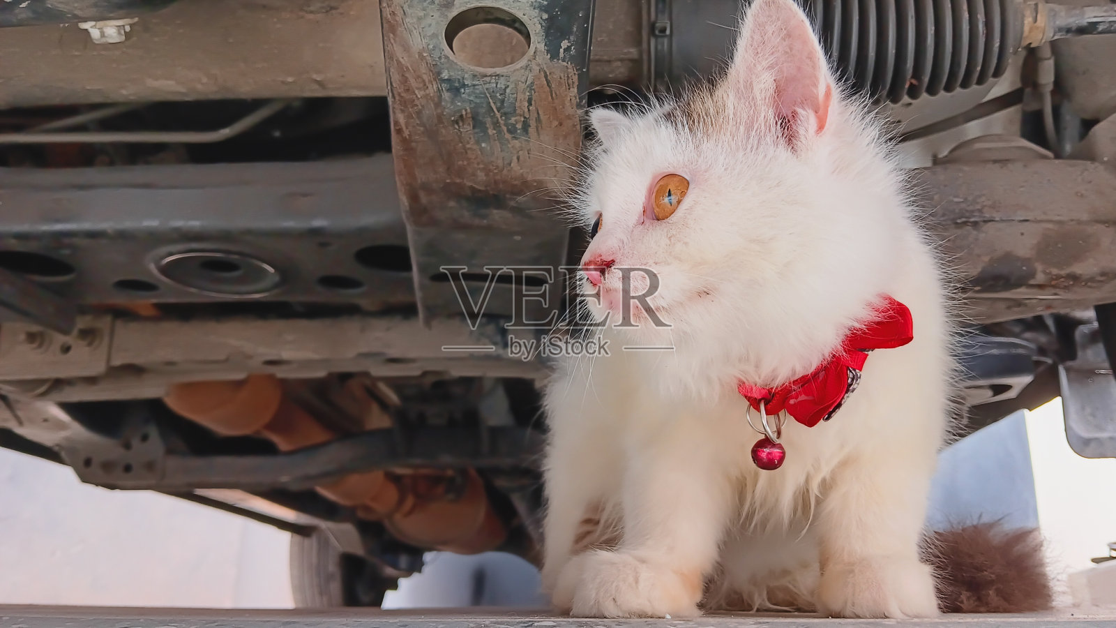 戴着红项圈的白猫照片摄影图片