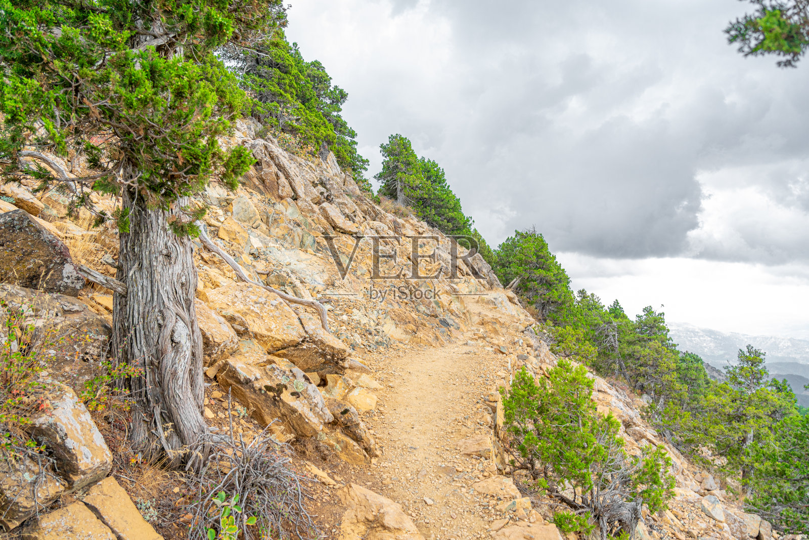 在塞浦路斯的最高点奥林匹斯山上步行道上的树栖植被。2023年9月。照片摄影图片