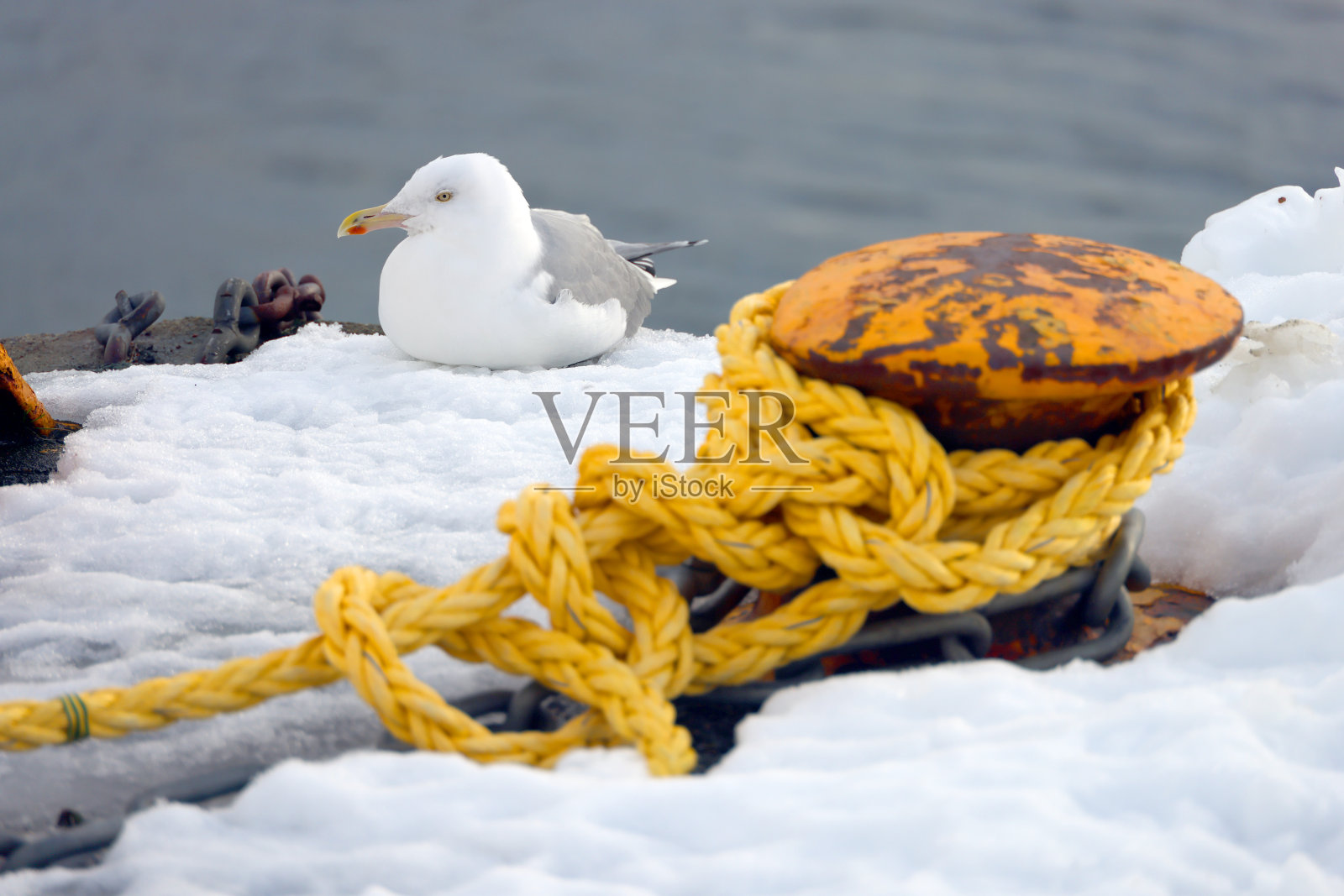 海鸥鸟或靠近大海的海鸟照片摄影图片