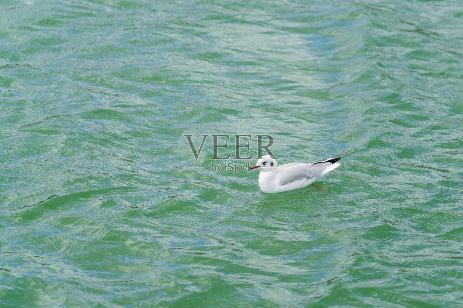 岩鸽，岩鸽或印度鸽，属鸽科成员。冬天，白鸽坐在湖边照片摄影图片