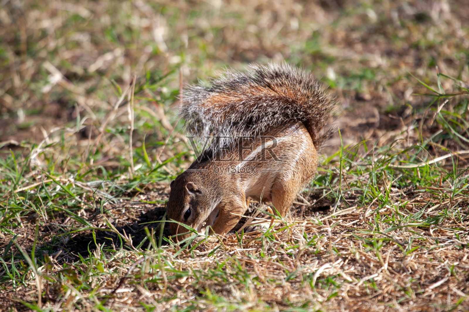 草地上的条纹地松鼠照片摄影图片