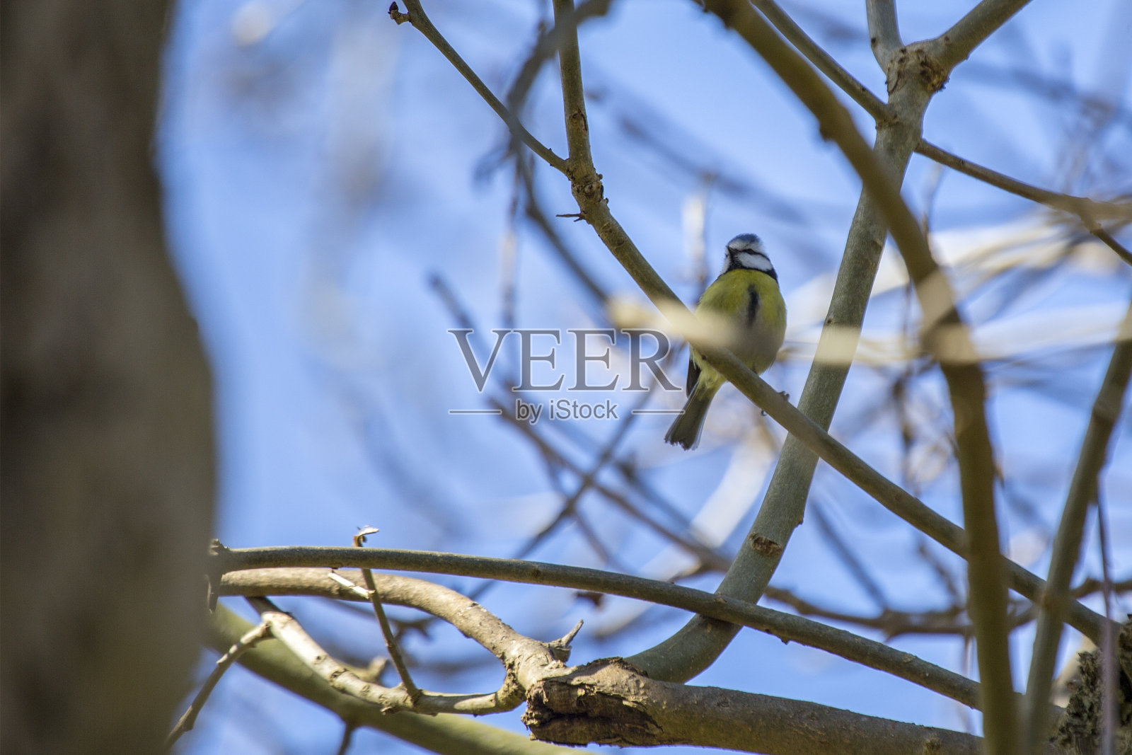 蓝山雀(蓝山雀)在爱尔兰户外被发现照片摄影图片