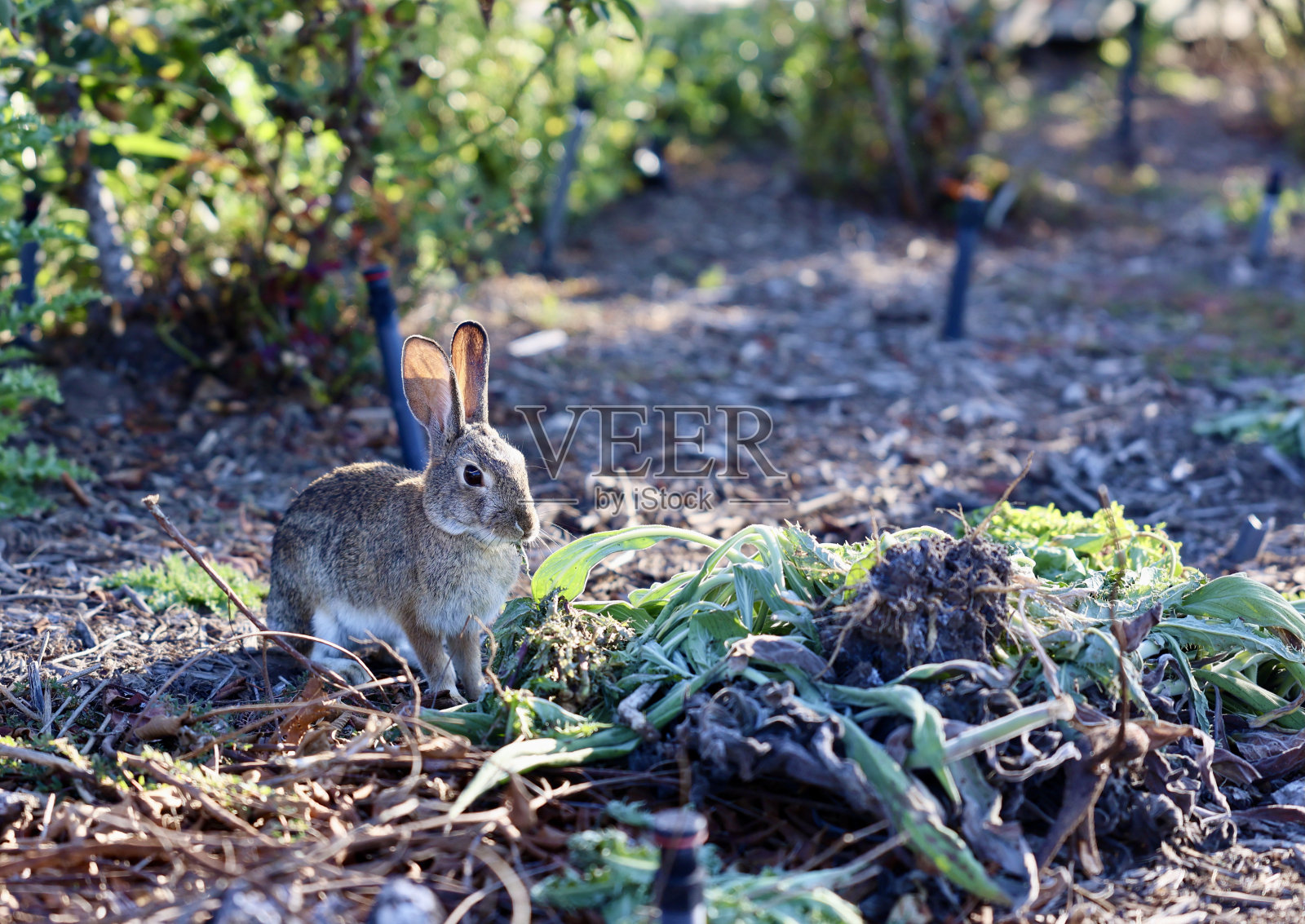野兔在咀嚼新鲜的草木照片摄影图片