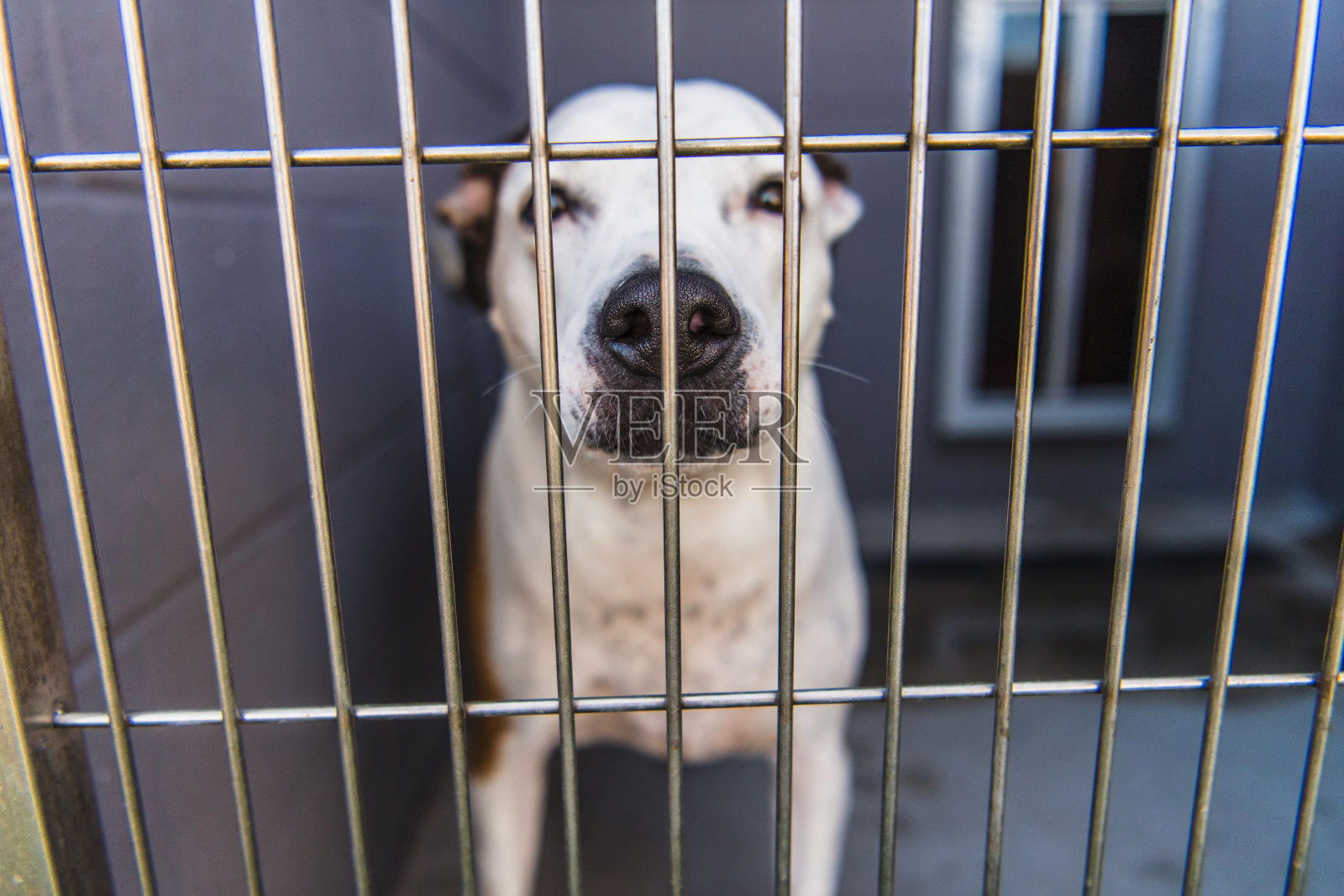动物收容所犬舍里笼中的狗照片摄影图片