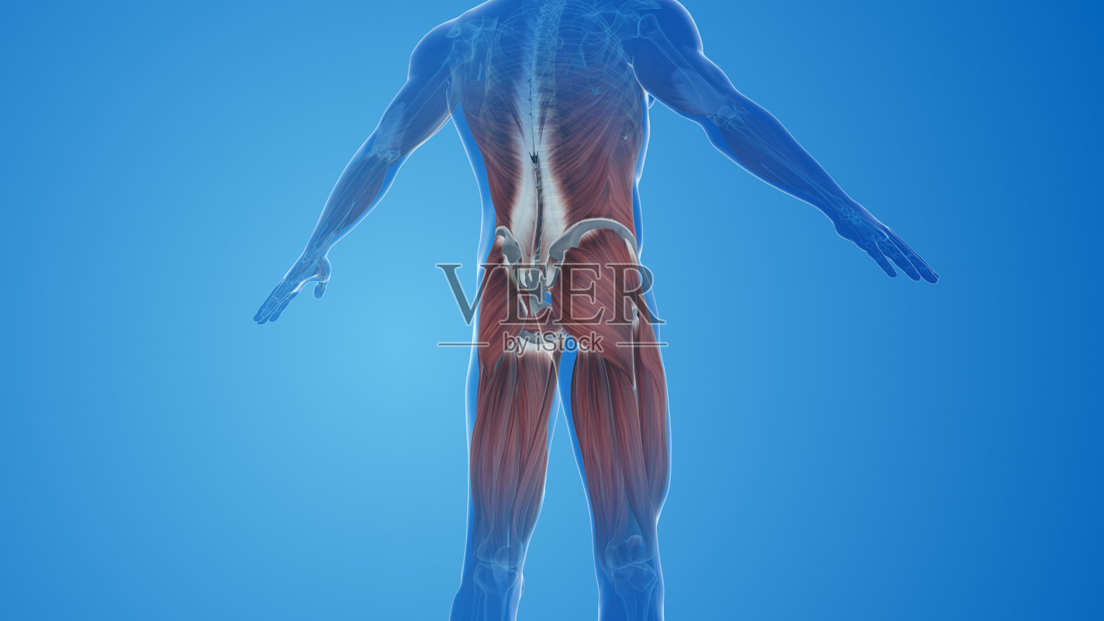 臀大肌疼痛和损伤照片摄影图片