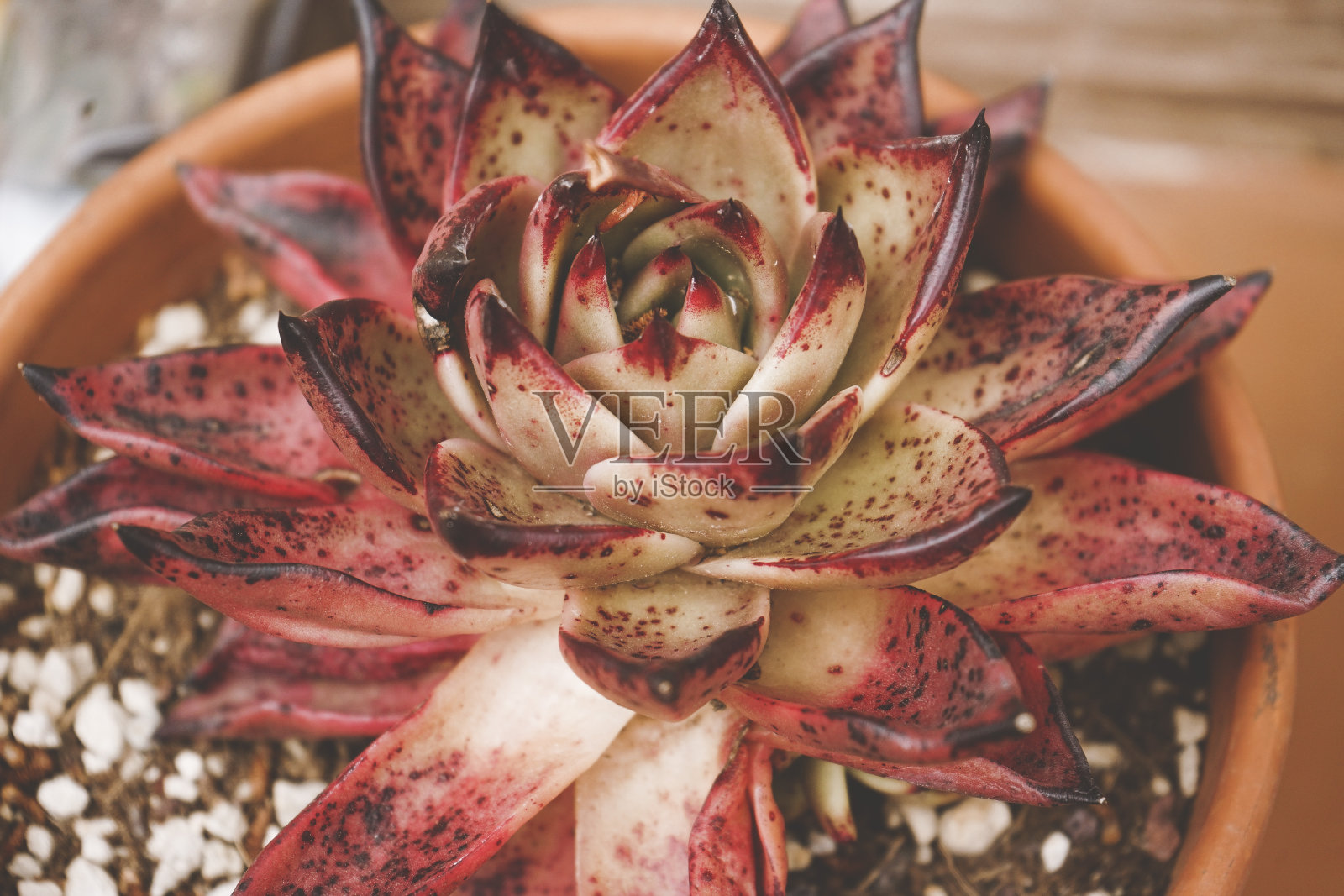 强调穿山甲在美丽的颜色避免金牛座照片摄影图片