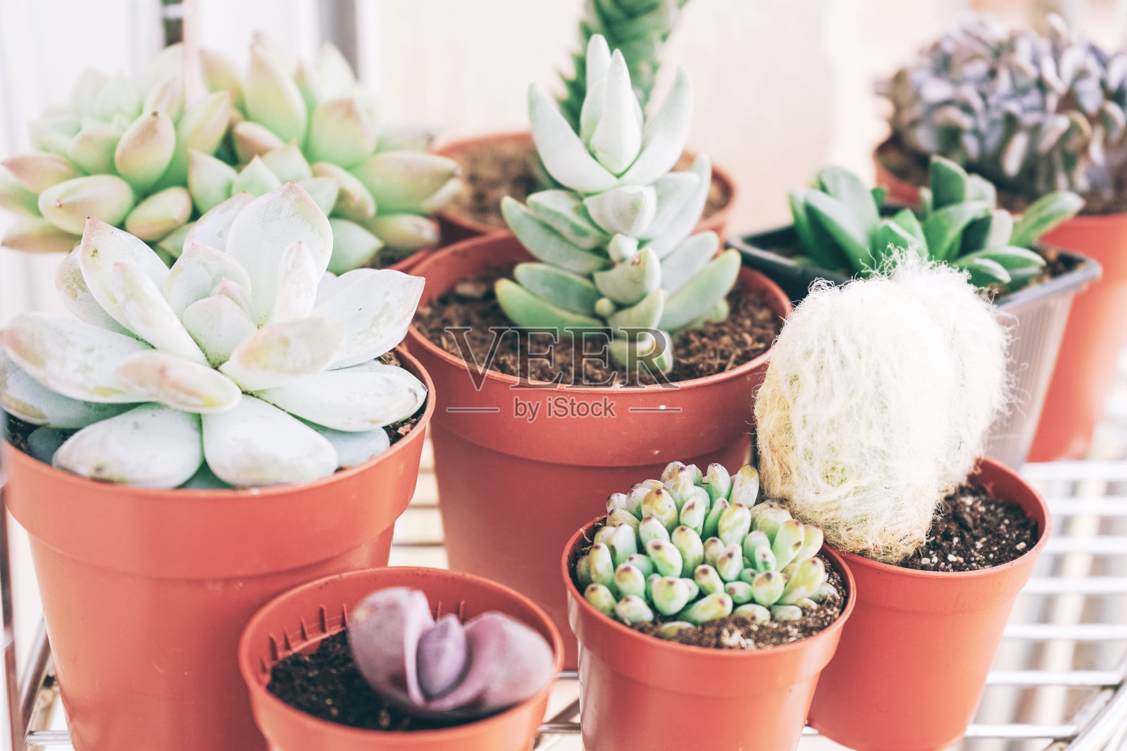 混合美丽的多肉植物照片摄影图片