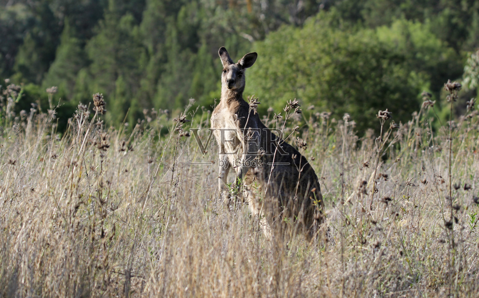 袋鼠是一种有袋动物，站在澳大利亚丛林的长草丛中照片摄影图片