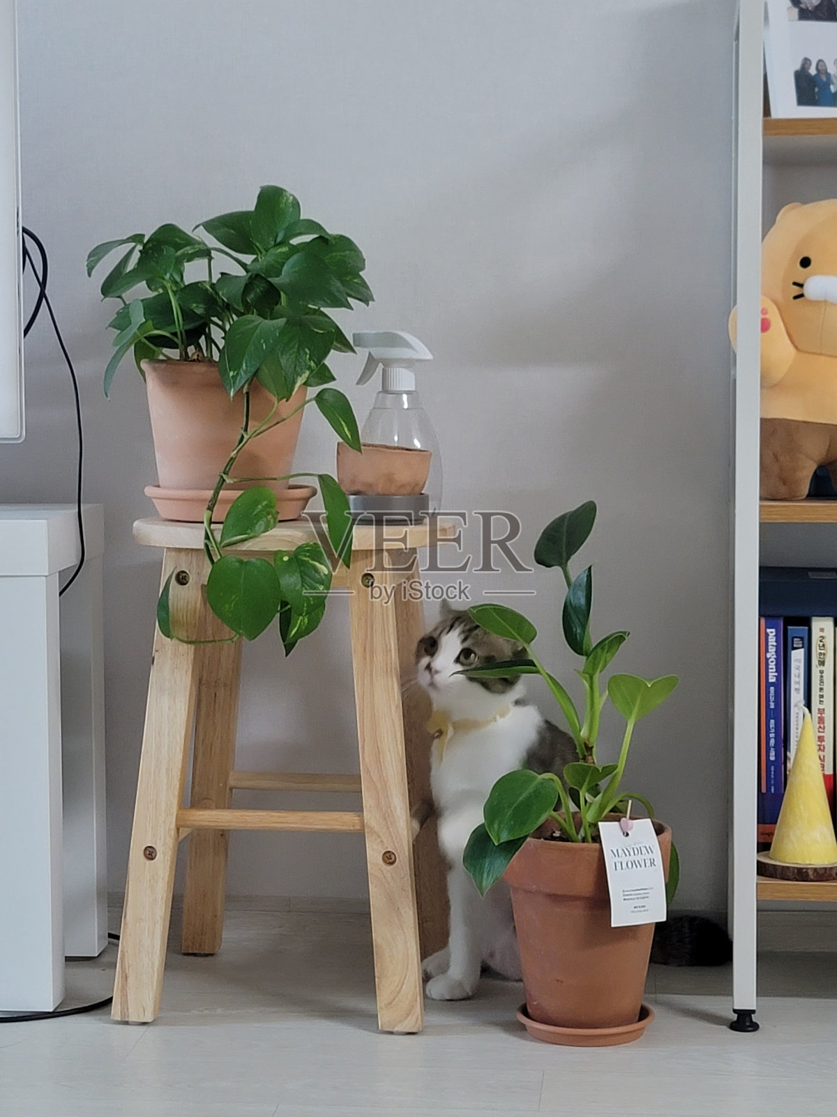 养猫的人照片摄影图片