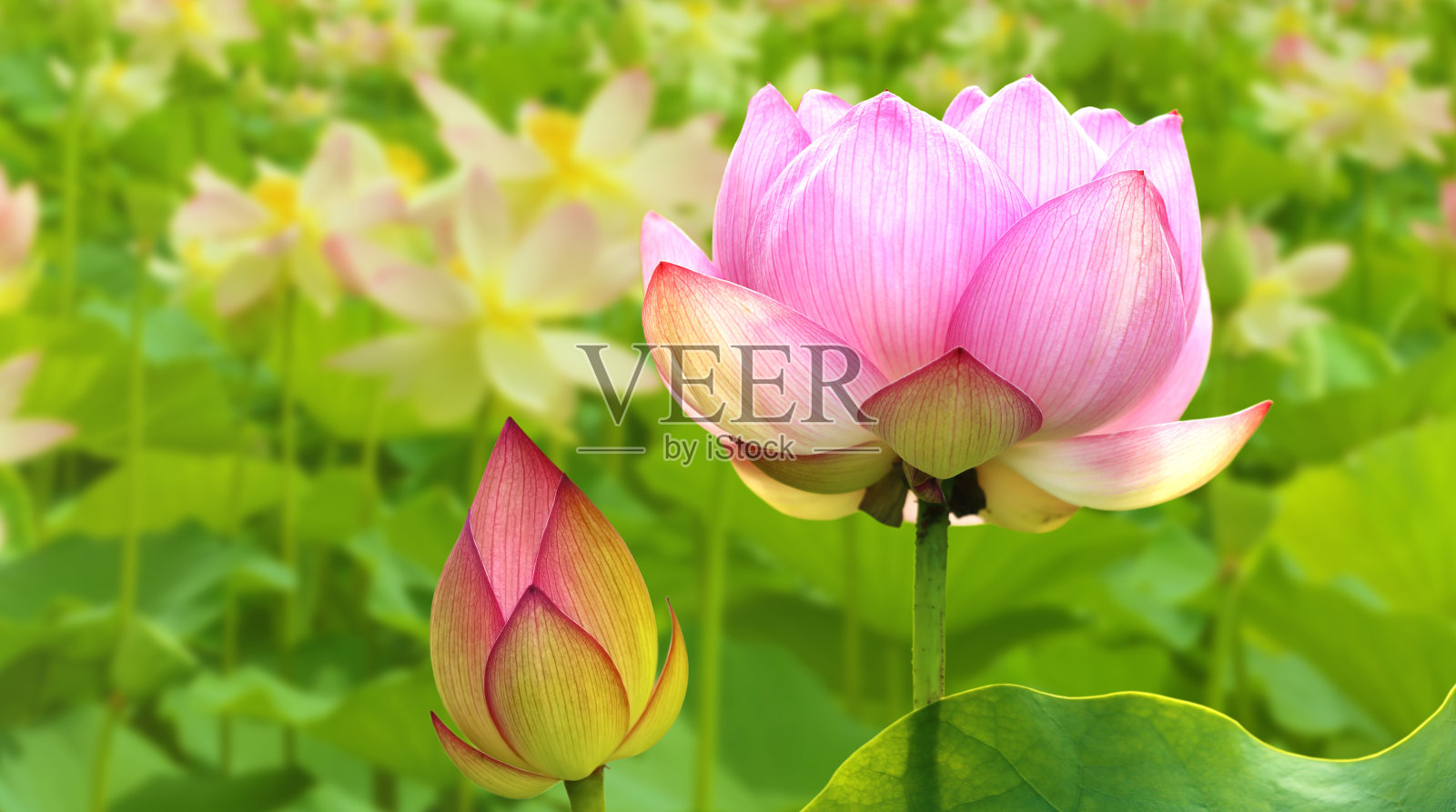 娇嫩的荷花或睡莲盛开的特写照片摄影图片