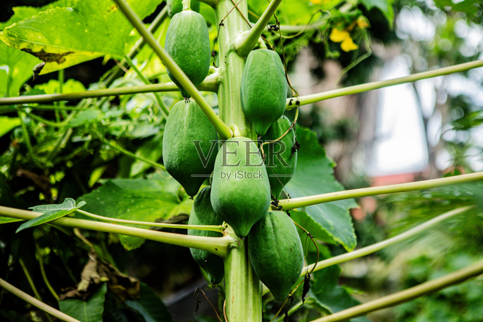 农场番木瓜树上的番木瓜果实。树上的绿木瓜。照片摄影图片