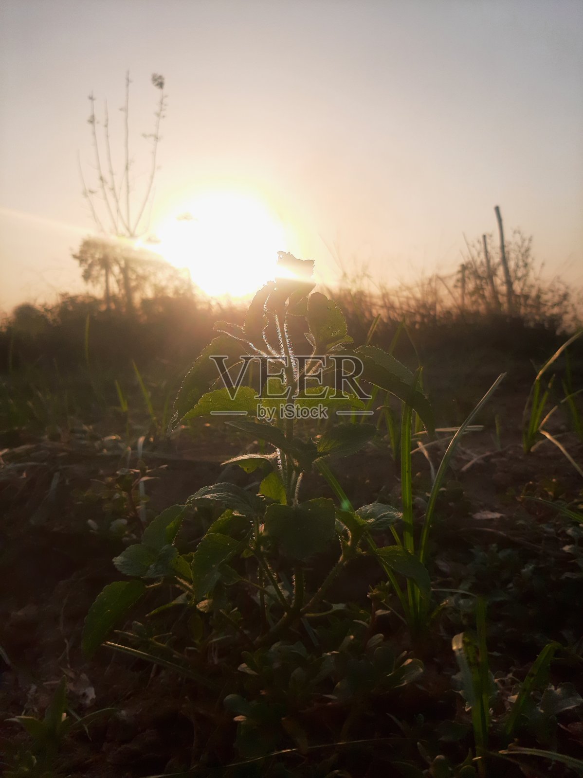 大自然与阳光照片摄影图片