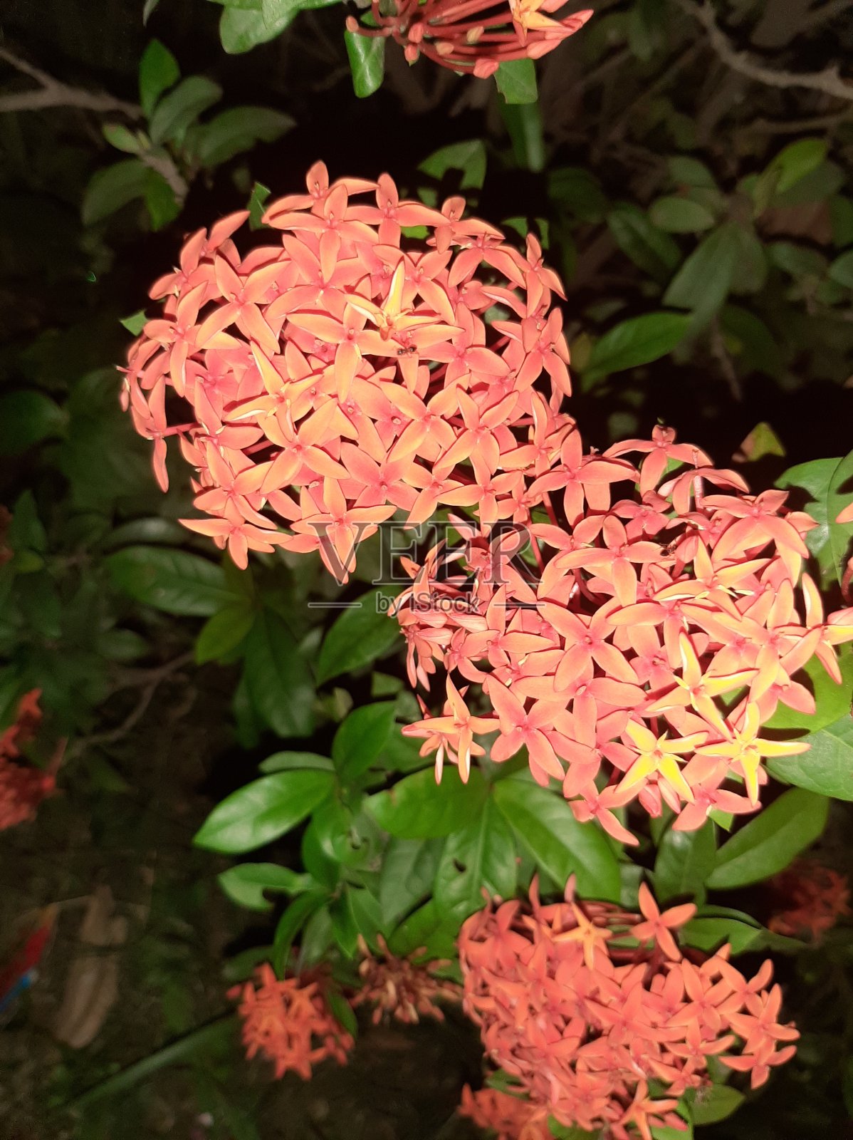 花是大自然真正的美照片摄影图片
