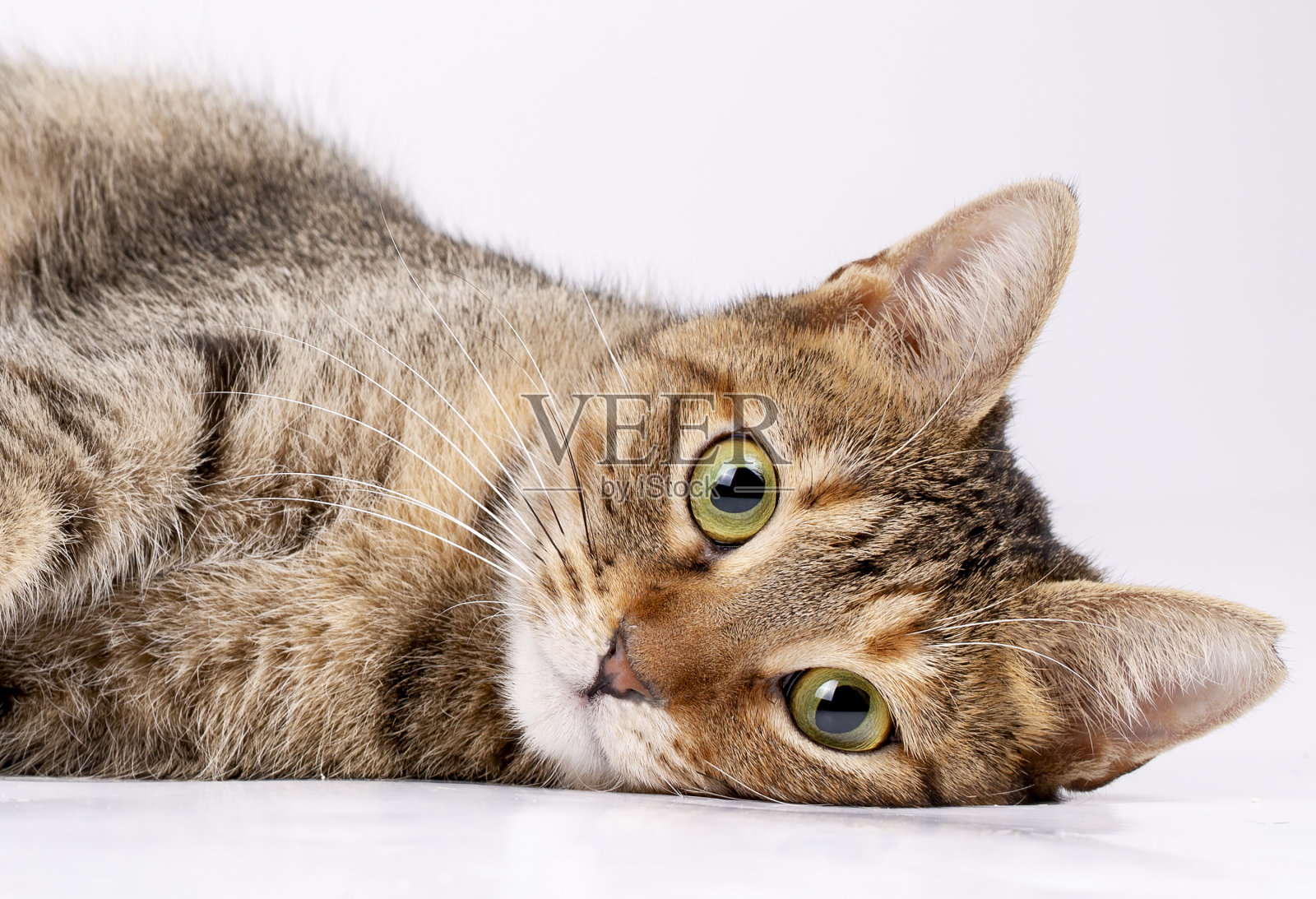 宠物动物;可爱的猫在室内。可爱的小猫。照片摄影图片