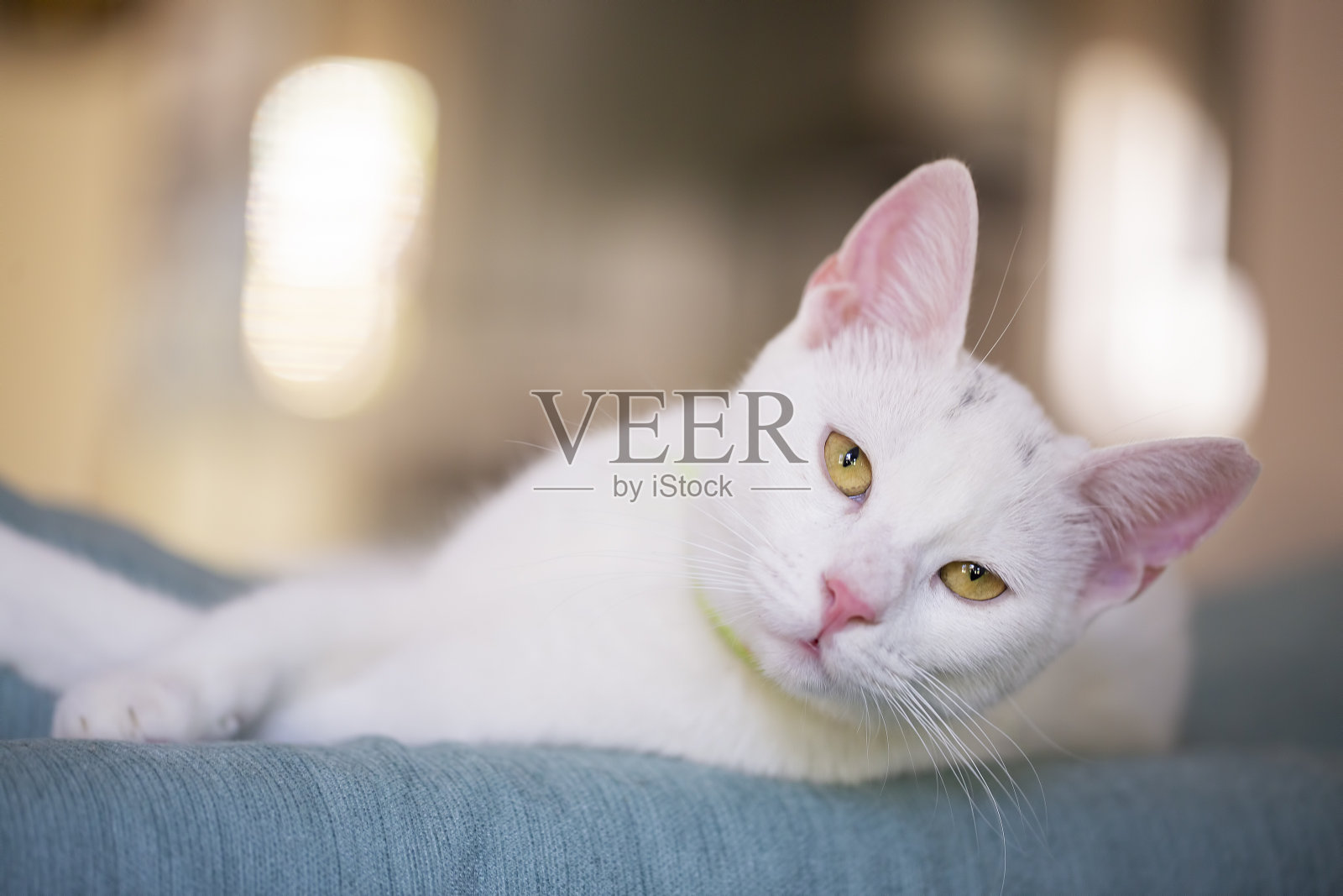 宠物动物;白色英国短毛猫照片摄影图片