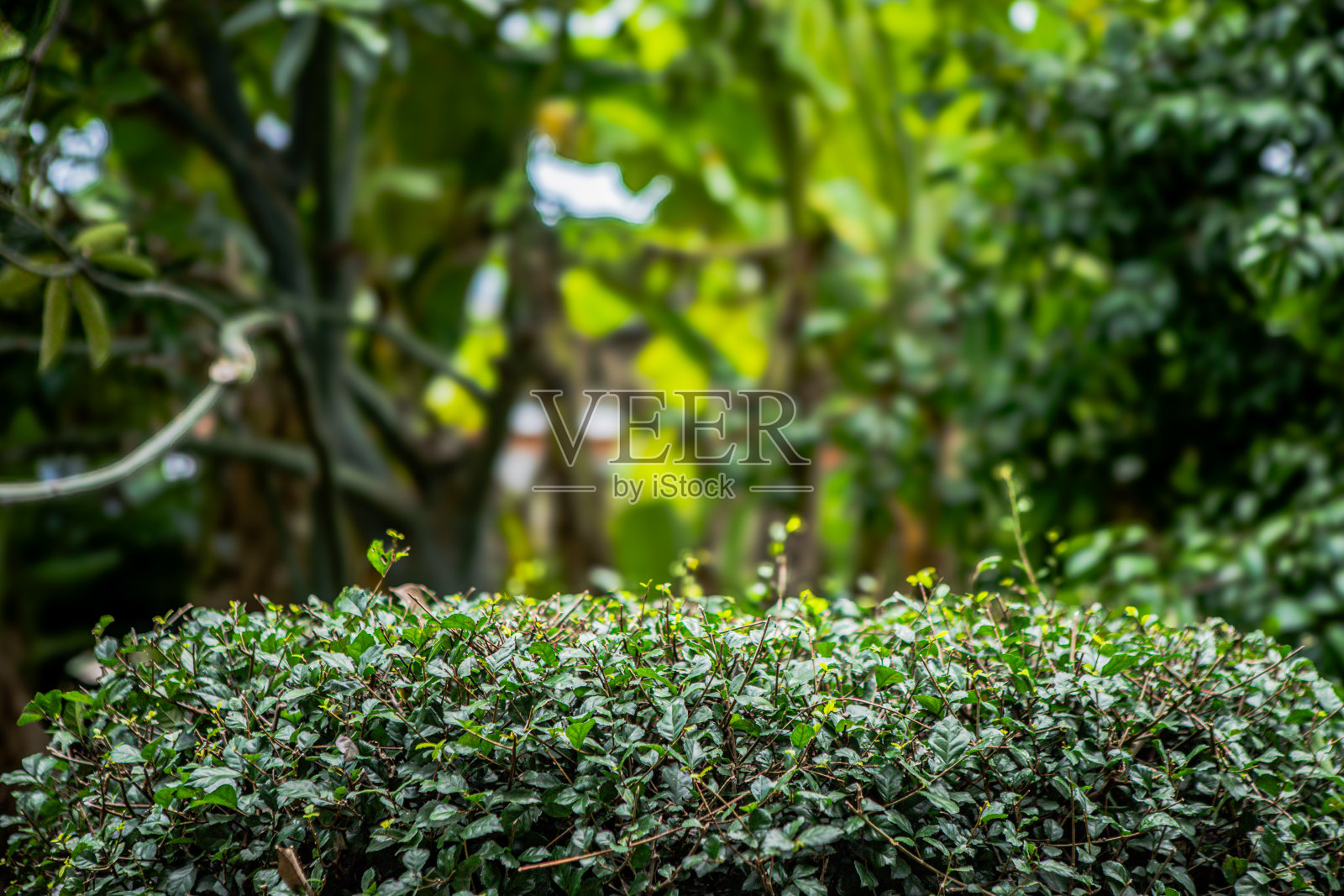 新鲜的绿叶背景暹罗粗灌木或牙刷树(Streblus Asper Lour)作为自然背景或天然壁纸照片摄影图片