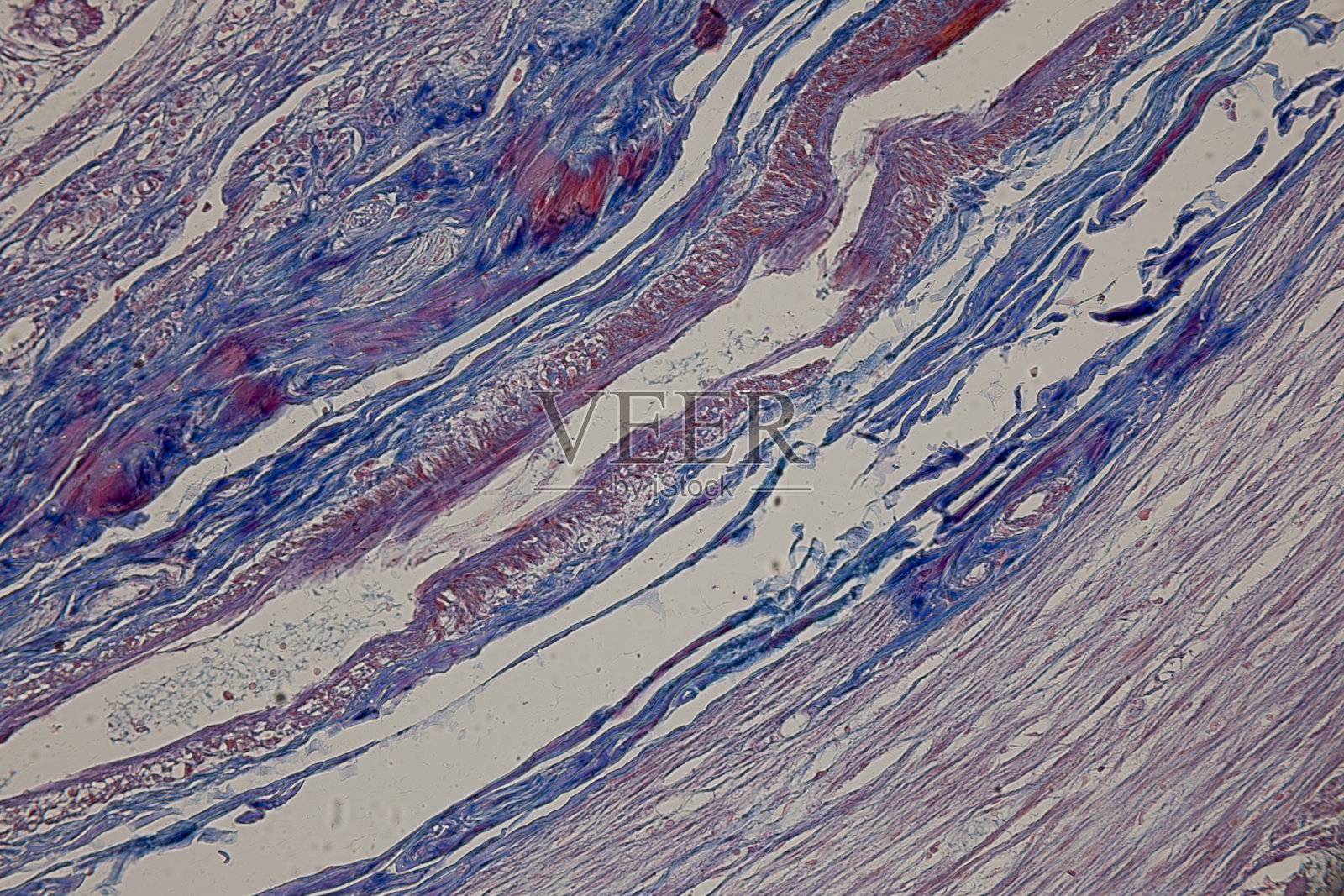 实验室显微镜下人体组织类型。照片摄影图片