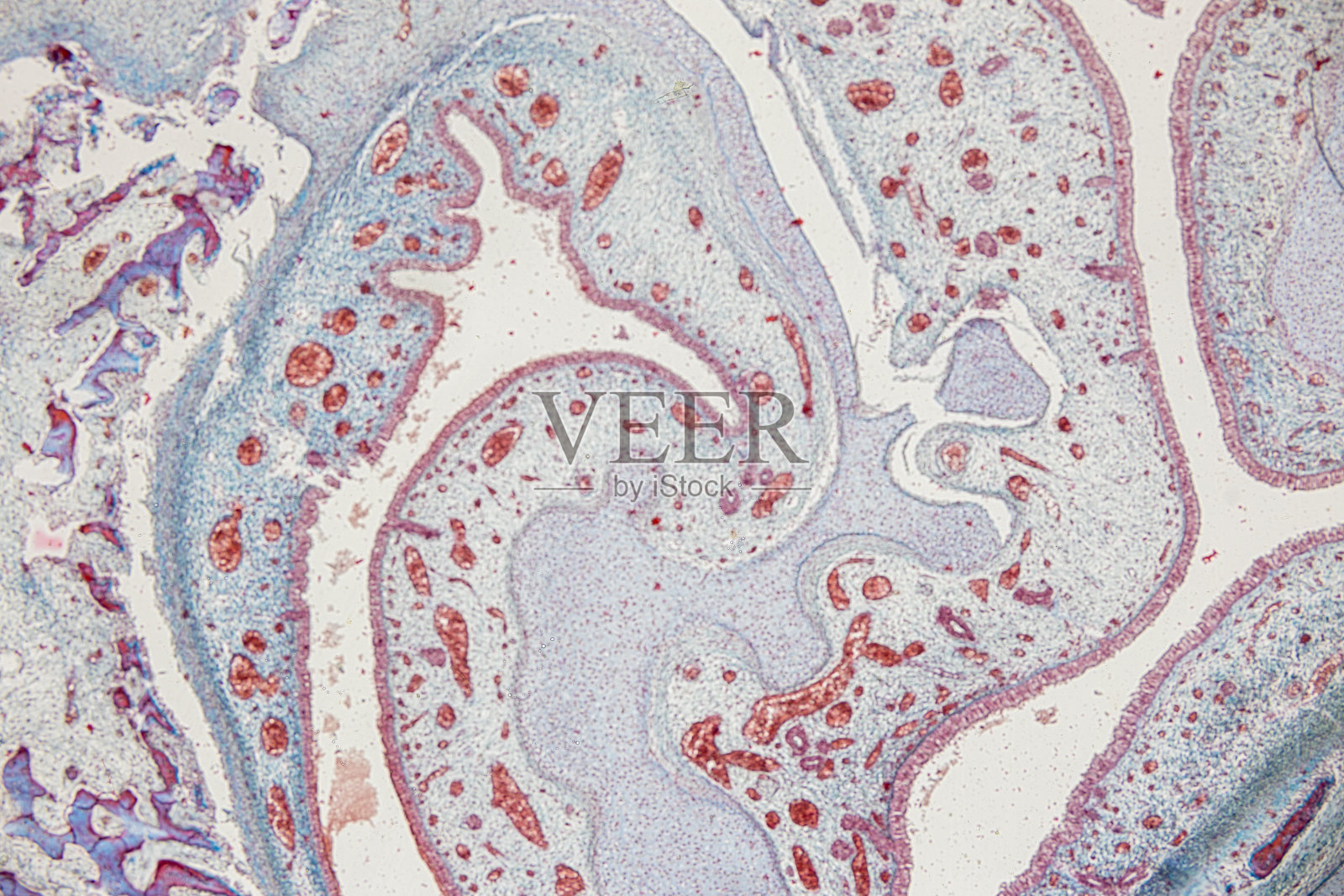 实验室显微镜下人体组织类型。照片摄影图片