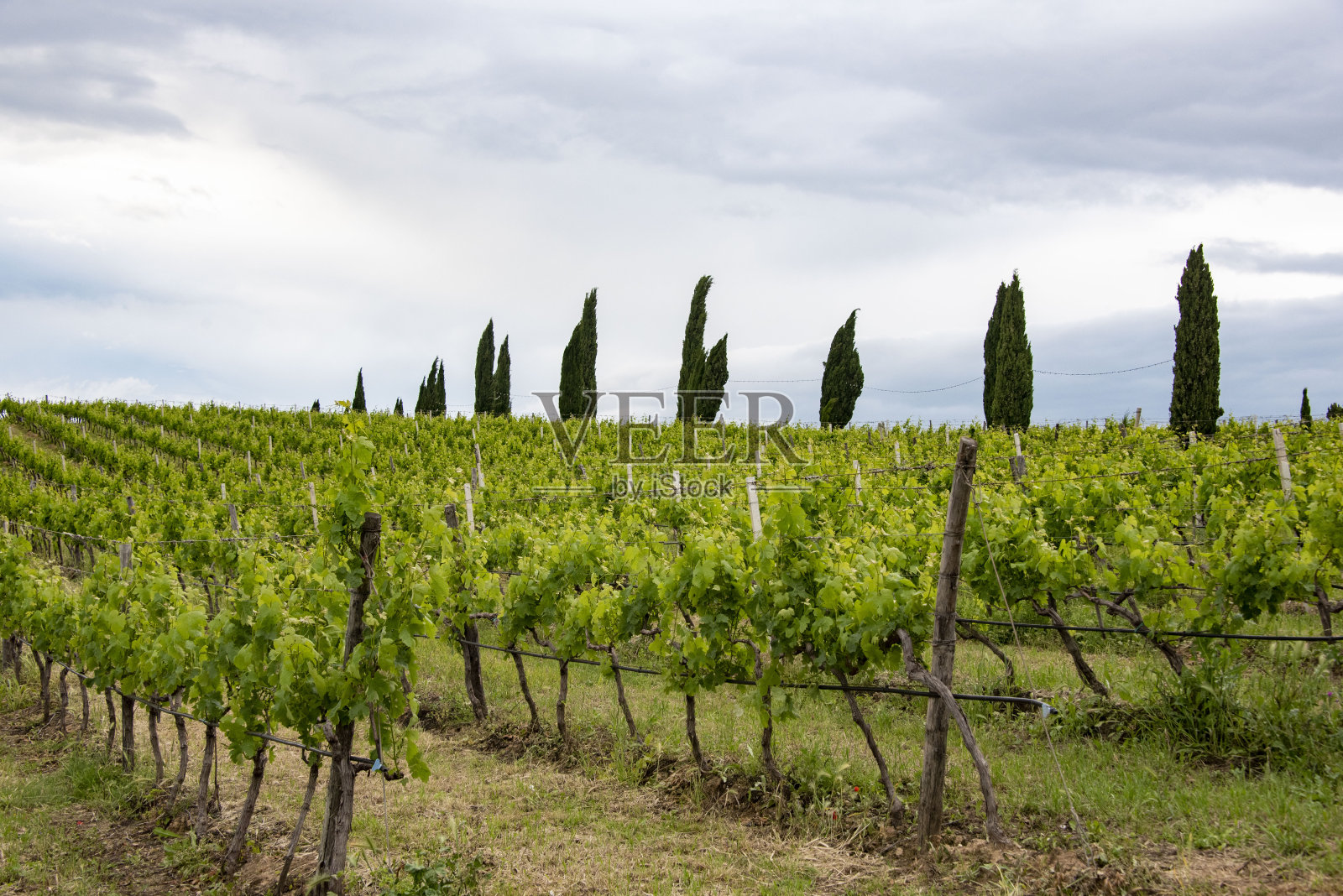 阿格连尼科红葡萄园照片摄影图片